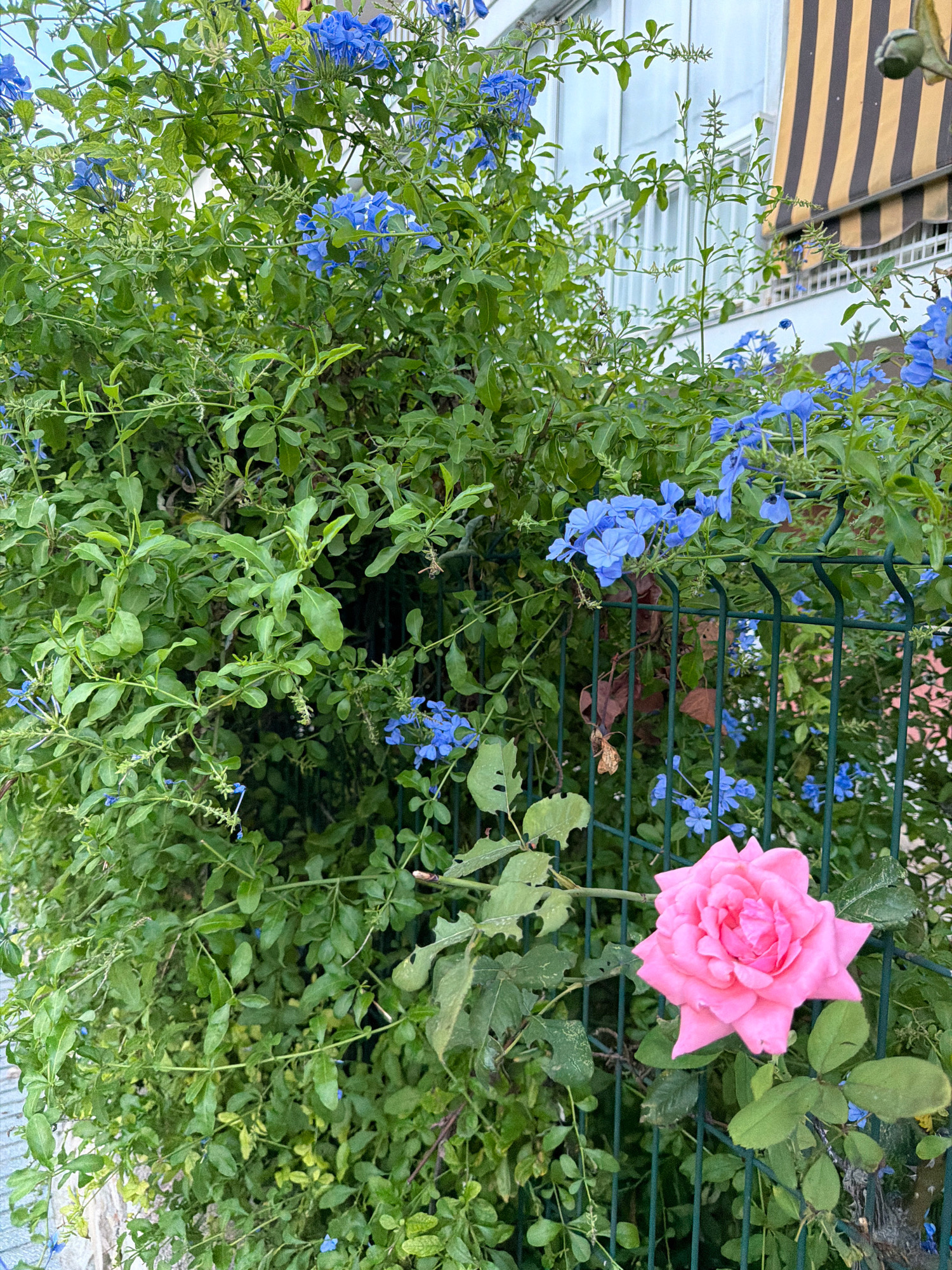 In the city of Salou, Spain, a lush green bush laden with vibrant blue flowers climbs over a dark green metal fence. In the foreground, a single, delicate pink rose blooms, its petals unfurling against the backdrop of the foliage. Beyond the bush, a building with a striped awning and windows is partially visible, suggesting an urban or semi-urban setting. The overall scene captures a moment of natural beauty intertwined with man-made structures.