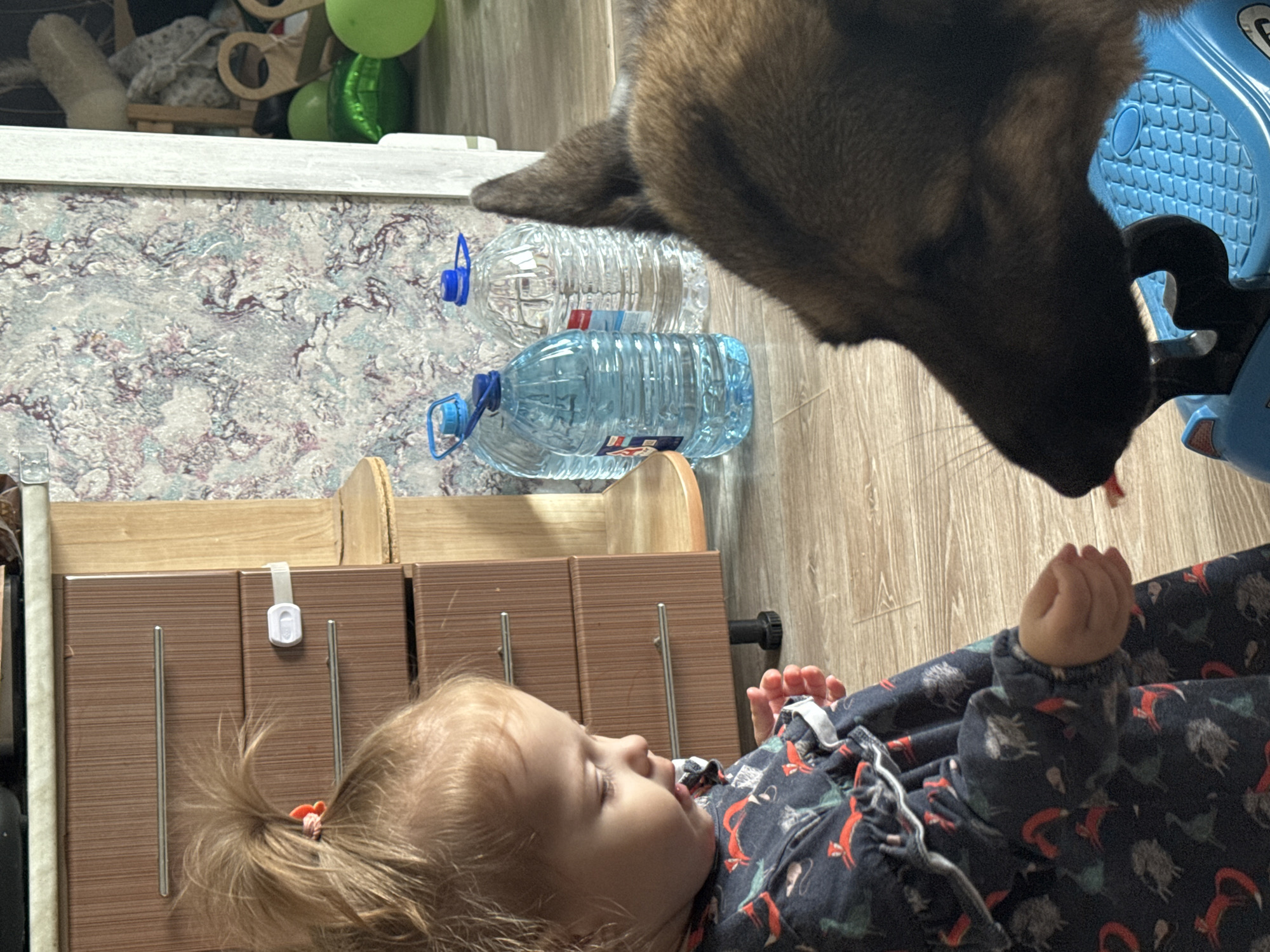 A young child with blonde hair in a ponytail wearing a dark blue dress with a pattern of foxes and sheep is interacting with a German Shepherd dog in what appears to be a domestic setting. The child is looking down and extending a hand, possibly offering something to the dog. The dog's head is visible in the foreground, leaning towards the child. In the background, there is a cabinet with drawers, a patterned wall, and several large plastic bottles of water. Green balloons are also visible in the background. The flooring is wooden. The scene suggests a moment of gentle interaction between a child and a pet.