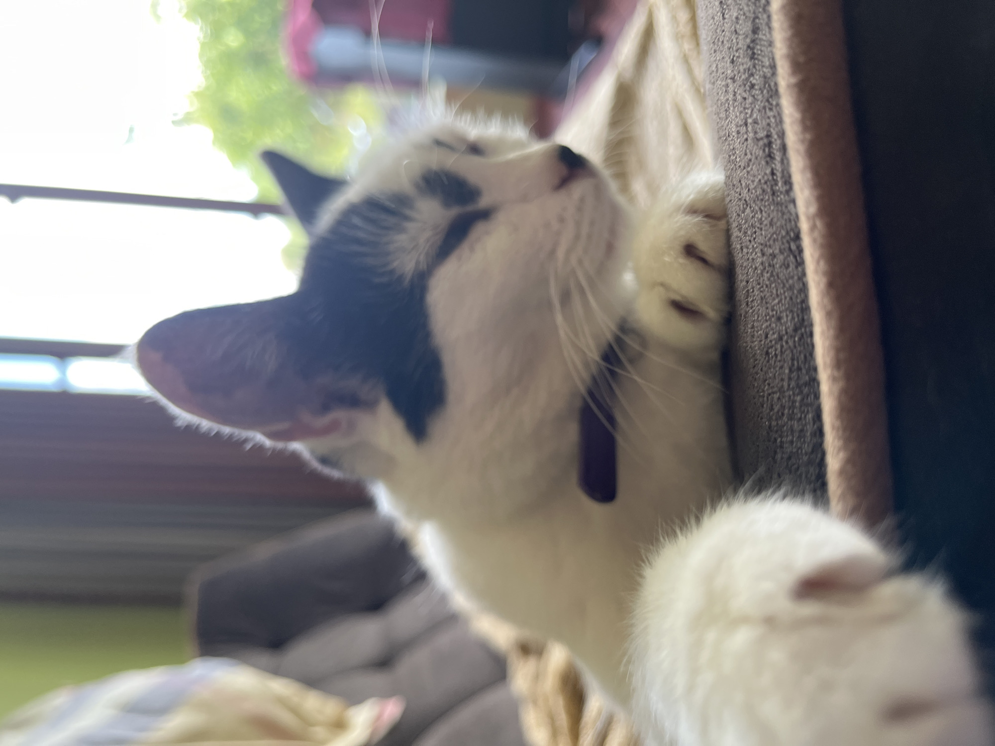 A black and white cat with green eyes is lying on a brown couch next to a tan blanket. The cat is wearing a purple collar and its paw is extended towards the camera. In the background, there is a window with trees and sunlight visible. The scene appears to be an indoor setting in a residential area. The city of Ureki, Georgia, is known for its Black Sea beaches and therapeutic magnetic sands, but the image itself does not provide specific clues to its location within the city.