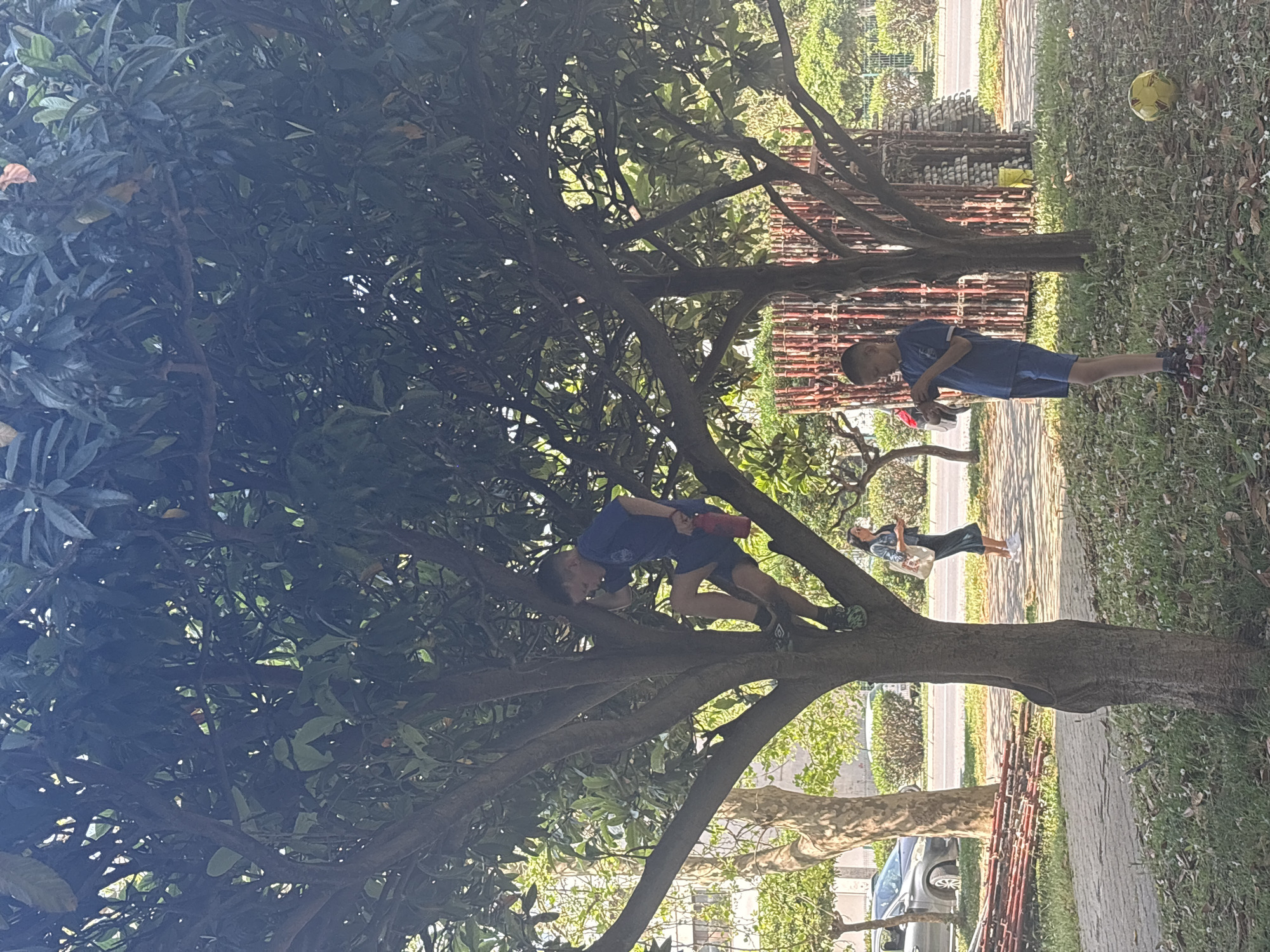 This outdoor image, likely taken in Bar, Montenegro, depicts a sunny daytime scene centered around two boys and a large, leafy tree. The image is oriented 90 degrees counter-clockwise.
In the foreground, a boy wearing a blue t-shirt and blue shorts is actively climbing the thick trunk and branches of a tree densely covered with dark green leaves. He holds a red object in one hand, and one of his shoes clearly shows the brand "UMBRO" on its green sole.
To the right, another boy, similarly dressed in blue, stands on a grassy area. He is looking down at his hands, also appearing to hold a small red object. A yellow soccer ball lies on the grass near his feet. Behind him, a reddish-brown structure, possibly scaffolding or stacked construction materials, is visible.
In the midground, a paved sidewalk separates the grassy area from a street. A woman wearing dark attire and carrying a light-colored bag walks along this sidewalk. Further back, a car is parked on the side of the street, and more trees and distant foliage line the background. The bright lighting suggests it is midday or early afternoon under clear weather conditions.