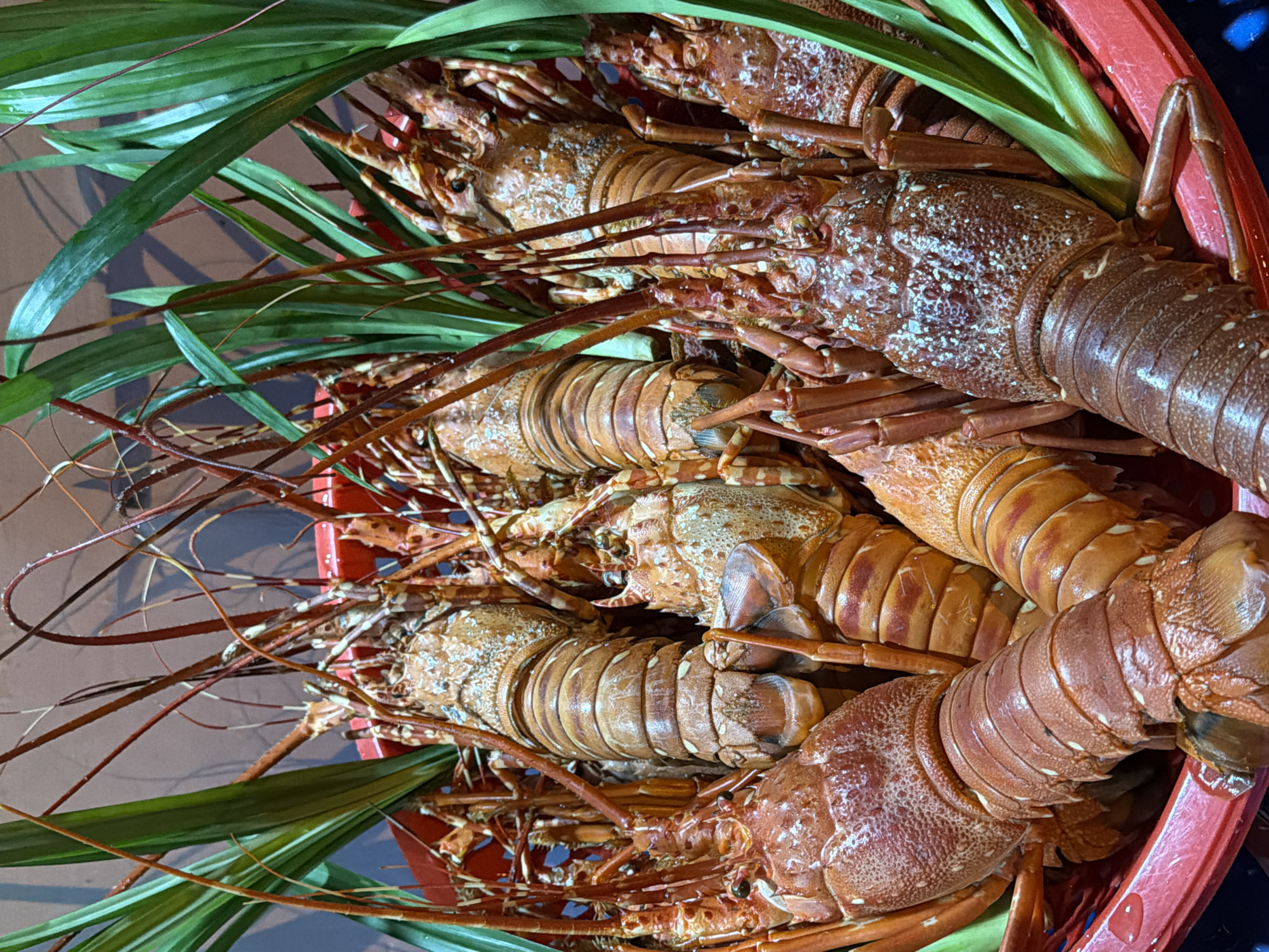 A close-up, overhead view captures a vibrant red plastic basket overflowing with several large, cooked lobsters. The lobsters are a reddish-brown to orange hue, with segmented bodies and numerous long, thin antennae and legs. They are arranged in a natural, slightly haphazard cluster, with some piled on top of others. Lush green foliage, likely pandan leaves, is interspersed amongst the lobsters, adding a fresh, tropical element to the presentation. The lighting is bright, highlighting the glossy texture of the lobsters' shells. The background is a soft, blurred brown, suggesting a natural or rustic setting. This scene is representative of fresh seafood being prepared or displayed for sale in Nha Trang, Vietnam, a coastal city renowned for its abundant marine life and culinary offerings.