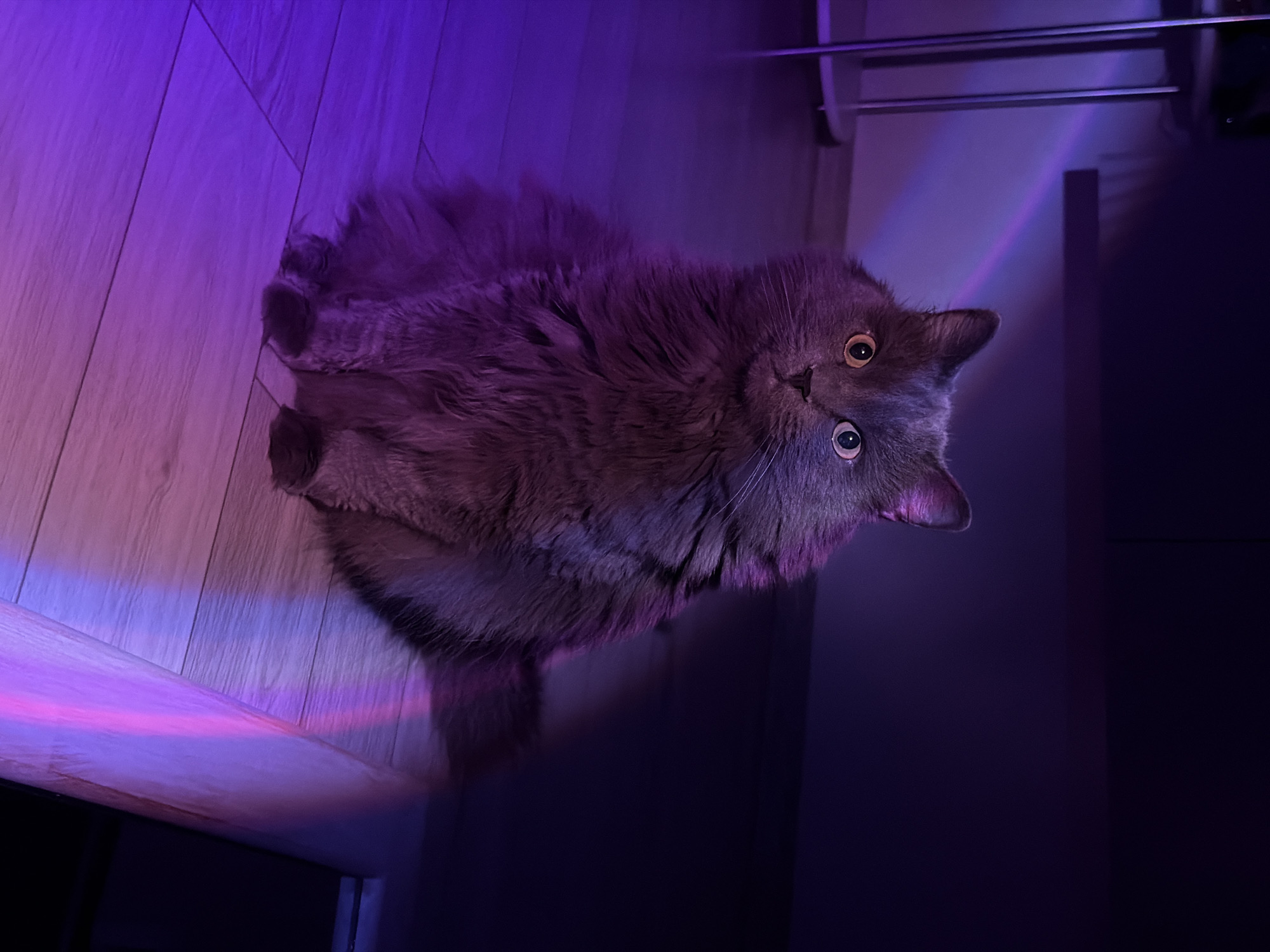 A fluffy, grey cat with thick, soft fur is depicted in a portrait-oriented shot, resting on a light-colored wooden floor. The cat's body is positioned diagonally across the frame, with its head turned to look directly into the camera. Its large, round eyes feature widely dilated pupils, conveying a sense of curiosity or surprise, complemented by its perked ears and pink nose.
The scene is bathed in striking artificial lighting, primarily vibrant purple and pink hues that illuminate the cat's fur and the wooden floorboards. This colorful light appears to emanate from the lower left side of the frame, creating dramatic shadows and highlights. The background, particularly towards the upper right, is significantly darker, almost black, indicating a dimly lit room. Faint details of metallic bars or rods, possibly part of furniture, are visible in this darker area. The overall lighting suggests an indoor setting, likely at night, with a specific mood created by the colored light. The cat's direct gaze and wide eyes are the focal point, suggesting an interaction with its surroundings or the viewer. There is no visible text in the image. The location is Chaikovsky, Russia.