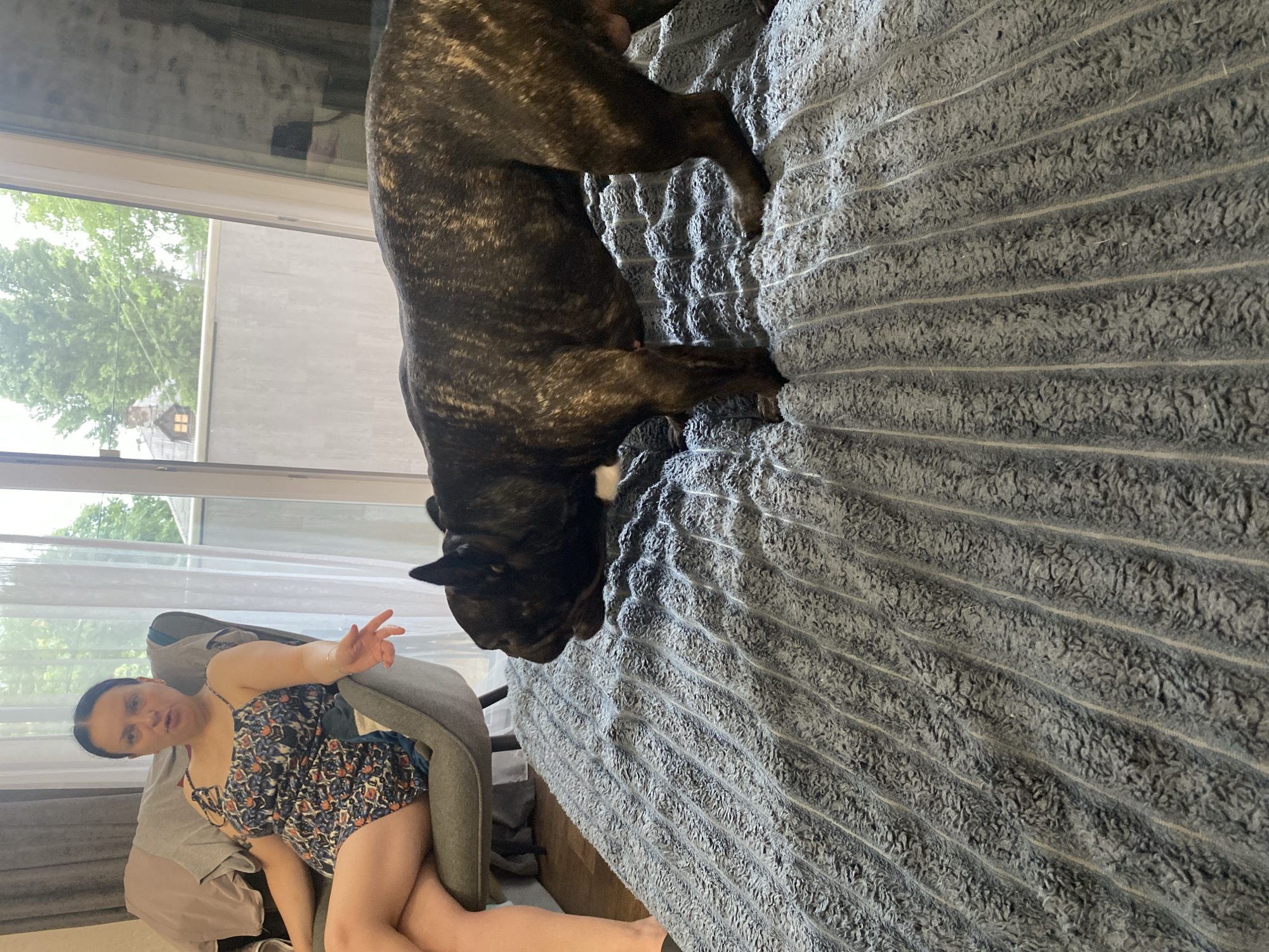 A medium shot shows a woman sitting in a chair and a French bulldog standing on a textured blanket. The woman, with dark hair pulled back, is wearing a floral print dress and has her right arm extended forward. The French bulldog is dark-colored with brindle markings and is facing to the left of the frame. The background includes a sheer curtain, a window, and trees visible outside, suggesting an indoor setting possibly in a residential area. The overall scene appears to be a casual moment captured at home. The location is not specified to be in Kamianske, Ukraine.