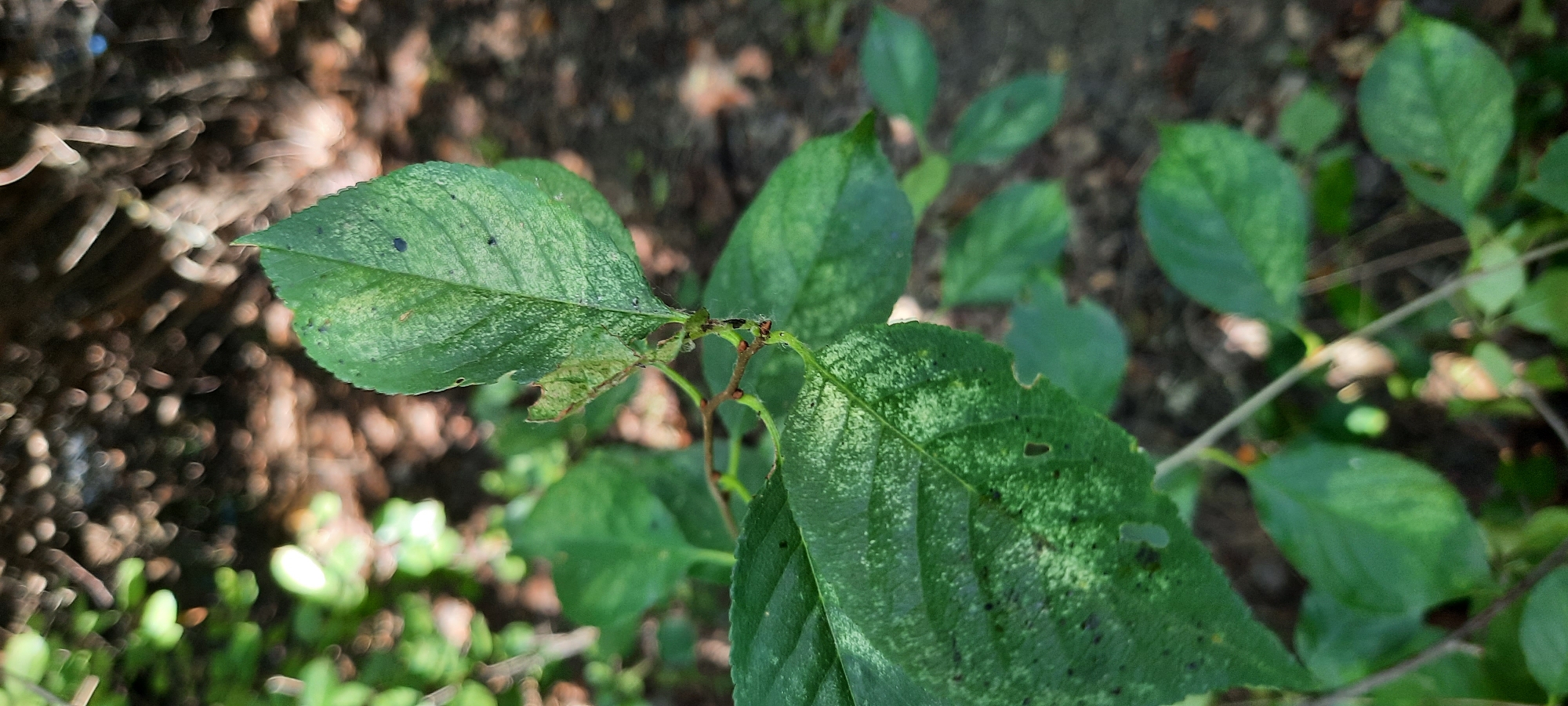 A close-up, vertical shot focuses on the leaves of a plant with varying shades of green and some lighter, mottled patches. The leaves appear slightly damaged with some small holes and irregular edges. Dark spots are visible on the surface of some leaves. The background is blurred, showing a dark, earthy ground covered with fallen leaves and out-of-focus foliage, suggesting an outdoor, natural setting. The lighting indicates it is daytime, possibly in a shaded area due to the dappled light patterns. There are no people or man-made objects clearly visible in the frame. The image appears to be taken in Astrakhan, Russia, likely in a park, garden, or natural area.