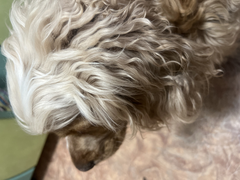 The image depicts the right profile of a dog's head and upper body, positioned indoors in the city of Chaikovsky, Russia. The animal's fur is long, wavy, and multicolored; predominantly light blonde to cream on the top of the head and ears, blending into light brown and tan on the muzzle and body. A dark, wet-looking nose is visible at the far left edge of the frame. The dog appears stationary, facing towards the left. The background consists of a light brown tiled floor and a blurred green surface or object in the upper portion of the frame.