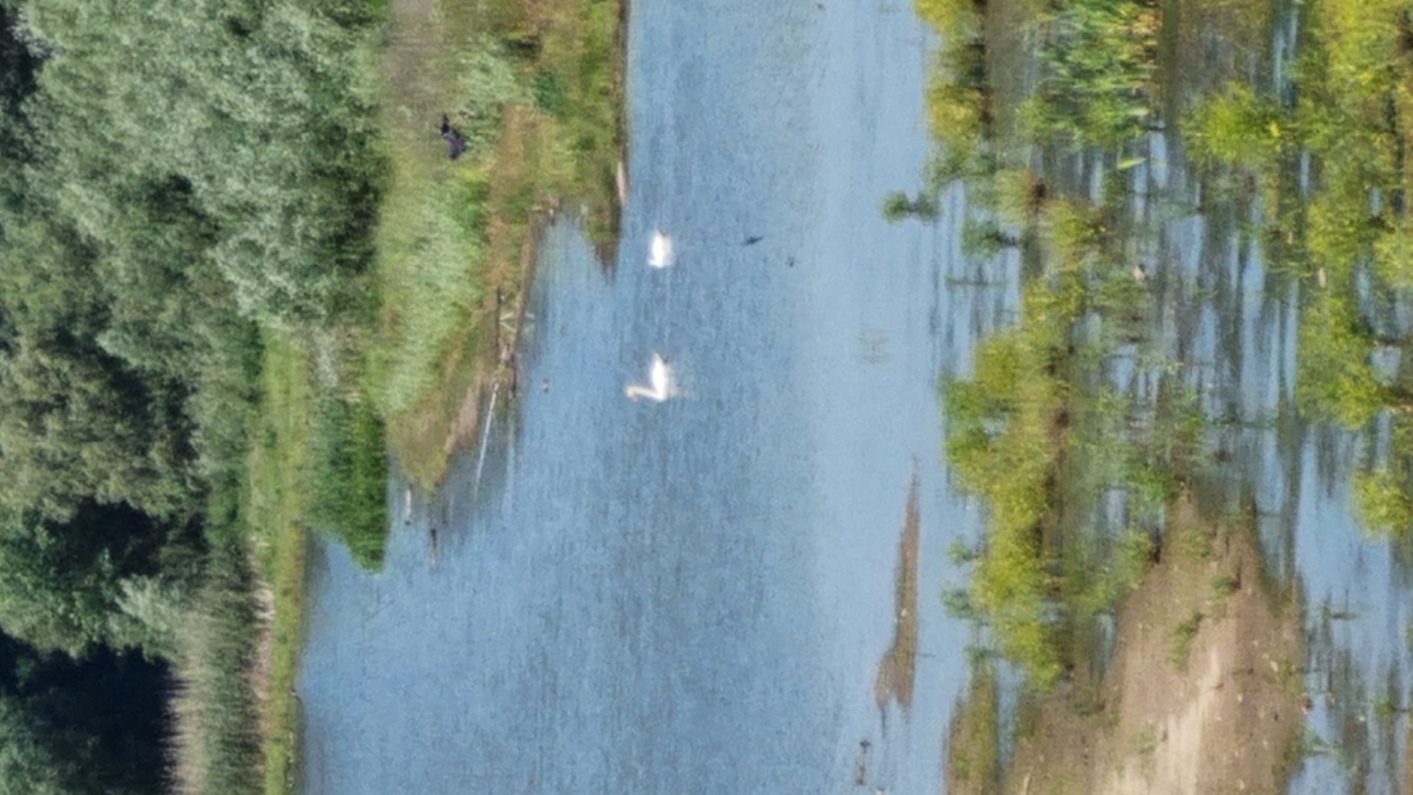 A body of water, possibly a river or lake, is bordered by lush green vegetation and trees. Two white swans are visible swimming in the water. In the distance, a dark bird is perched on the grassy bank. The foreground shows shallow water with reeds and other aquatic plants. The overall scene depicts a natural, serene environment. The location is Kholodnianske, Ukraine.
