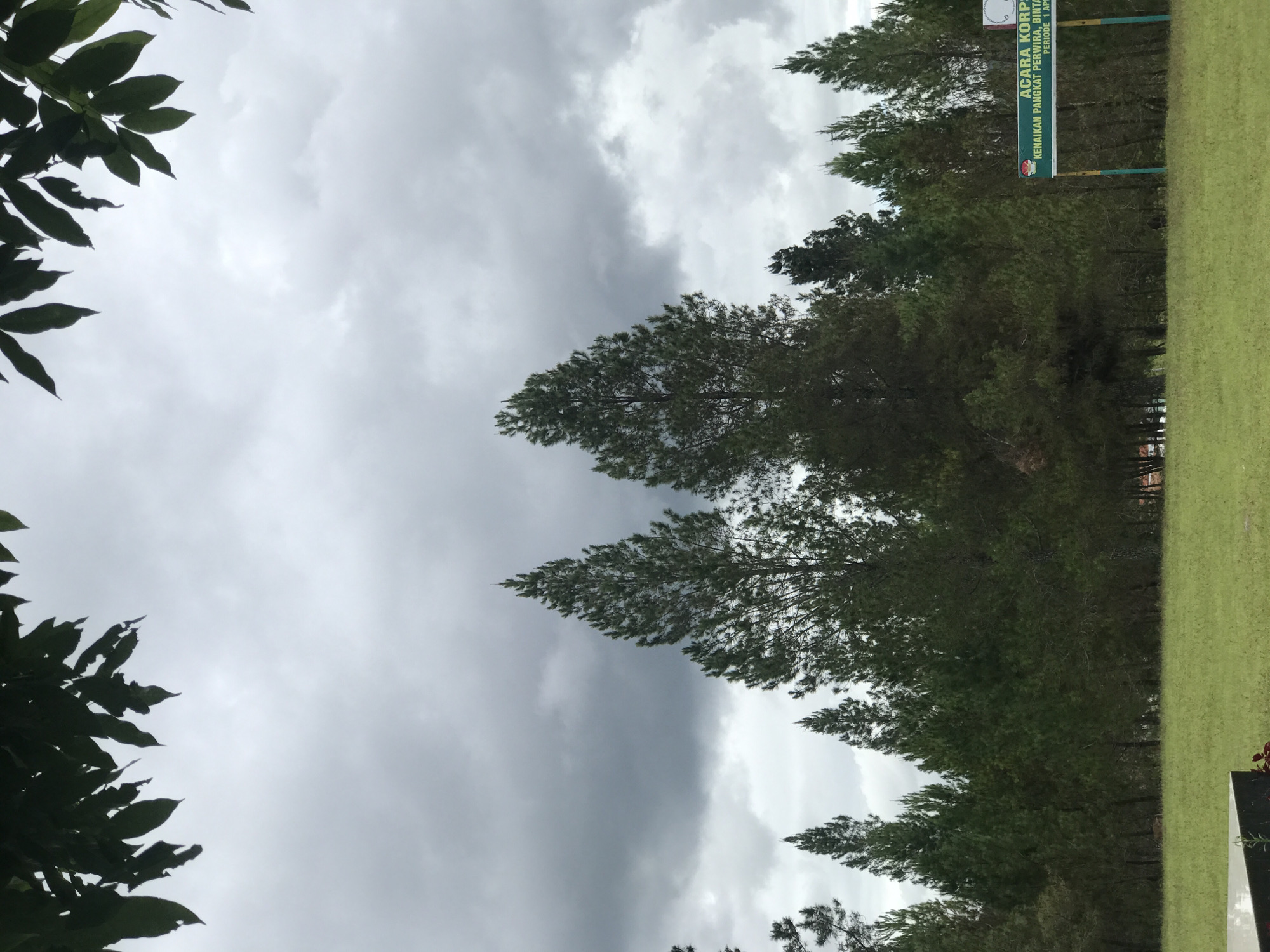 The image shows a landscape in Babussalam, Indonesia, under an overcast sky. A row of pine trees lines the edge of a green grassy field, and leaves from another tree frame the left side of the image. A sign is visible on the right side, bearing the inscription "ACARA KORP… KENAIKAN PANGKAT PERWIRA, BINTA…" in green and white text.