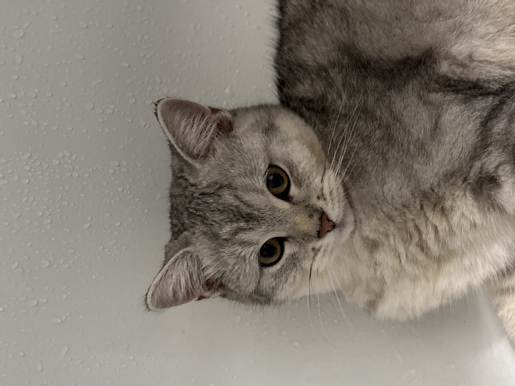 The image is a close-up, slightly overhead shot of a light gray tabby cat. The cat is lying down on a wet, white surface, likely a bathtub or sink, indicated by the numerous water droplets scattered across the surface. The cat's head is tilted, and it is looking directly at the camera with its large, amber eyes. Its ears are perked up, and its whiskers are prominent. The cat has distinctive gray tabby markings on its face and fur. The lighting appears to be from above, casting soft shadows. The background is predominantly the wet white surface, with the cat occupying the majority of the frame. No text is visible in the image. The emotion conveyed by the cat's expression is one of curiosity and perhaps a slight hint of apprehension due to the wet environment. The setting implies an indoor location, likely a bathroom in Mikhaylovsk, Russia.