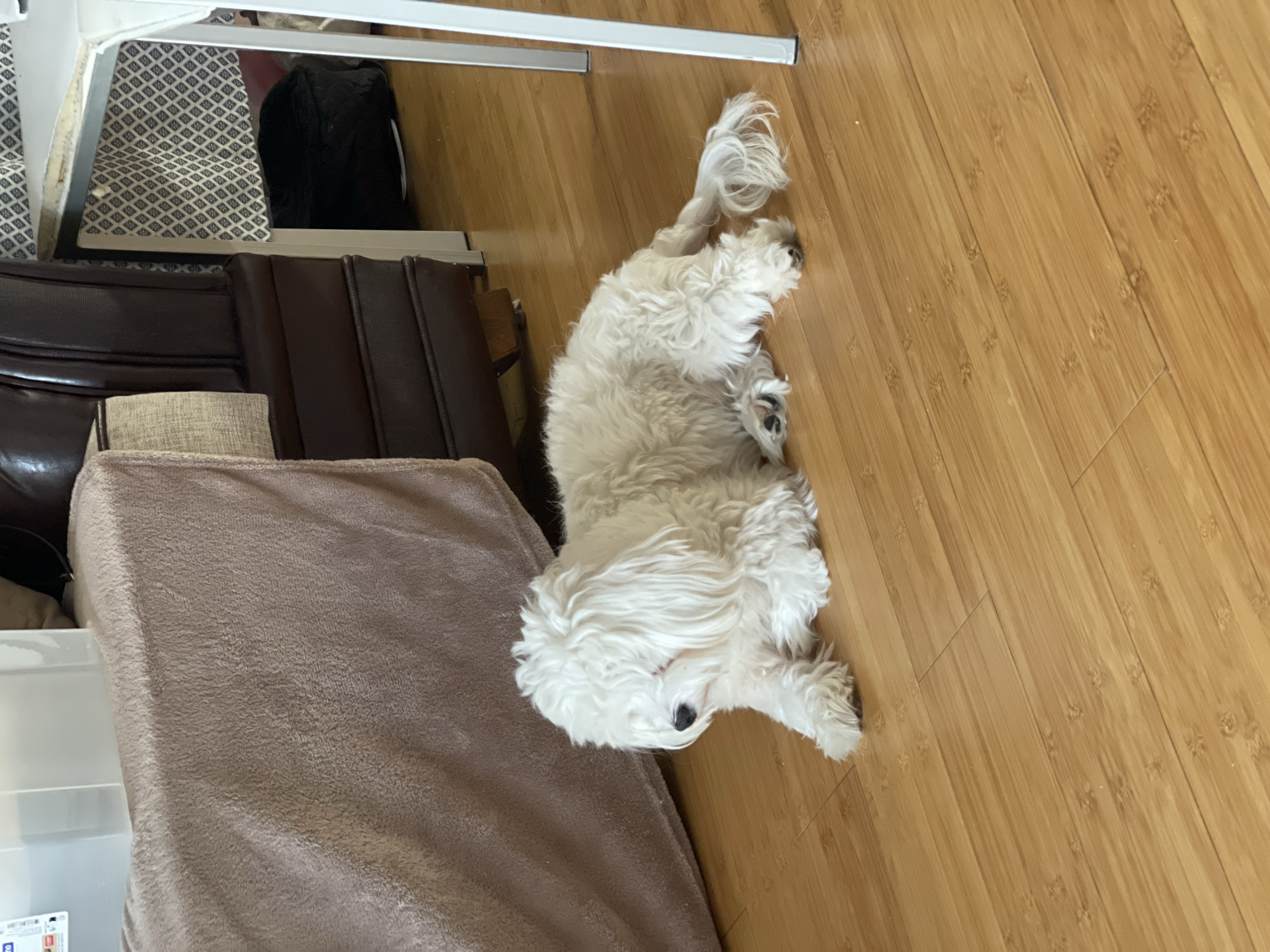A white, fluffy dog with its face covered by its fur is lying on a wooden floor. The dog is positioned in the foreground, facing left. In the background, a dark brown leather couch is visible, draped with a beige blanket. To the right, a white table leg and a portion of the table surface are present. The environment appears to be an indoor setting, possibly a living room, with the floor made of light brown, planked wood. There is no discernible indication of the location being in Budva, Montenegro.
