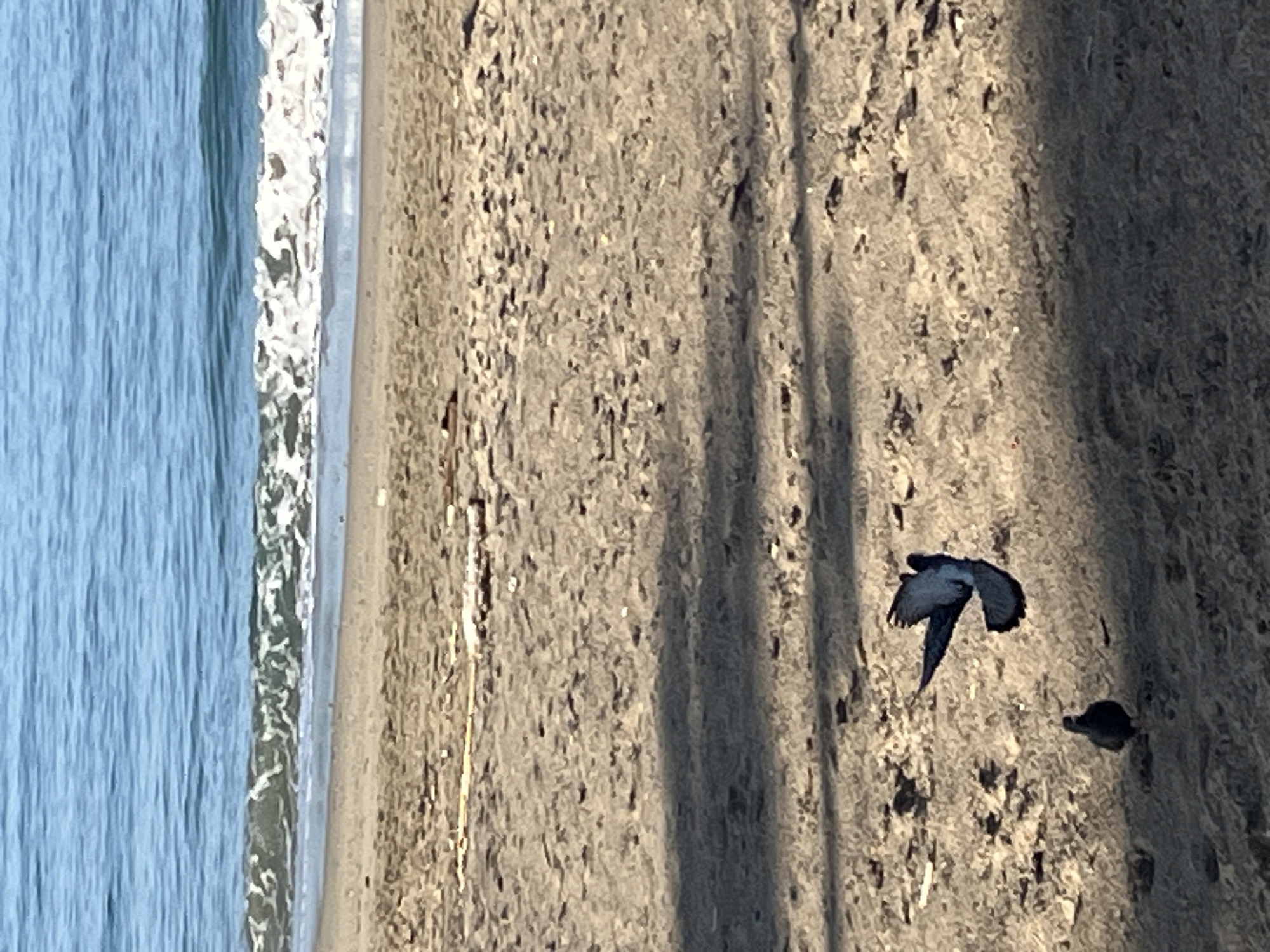 A bird is in flight above a sandy beach next to the ocean. The location is Alanya, Turkey.