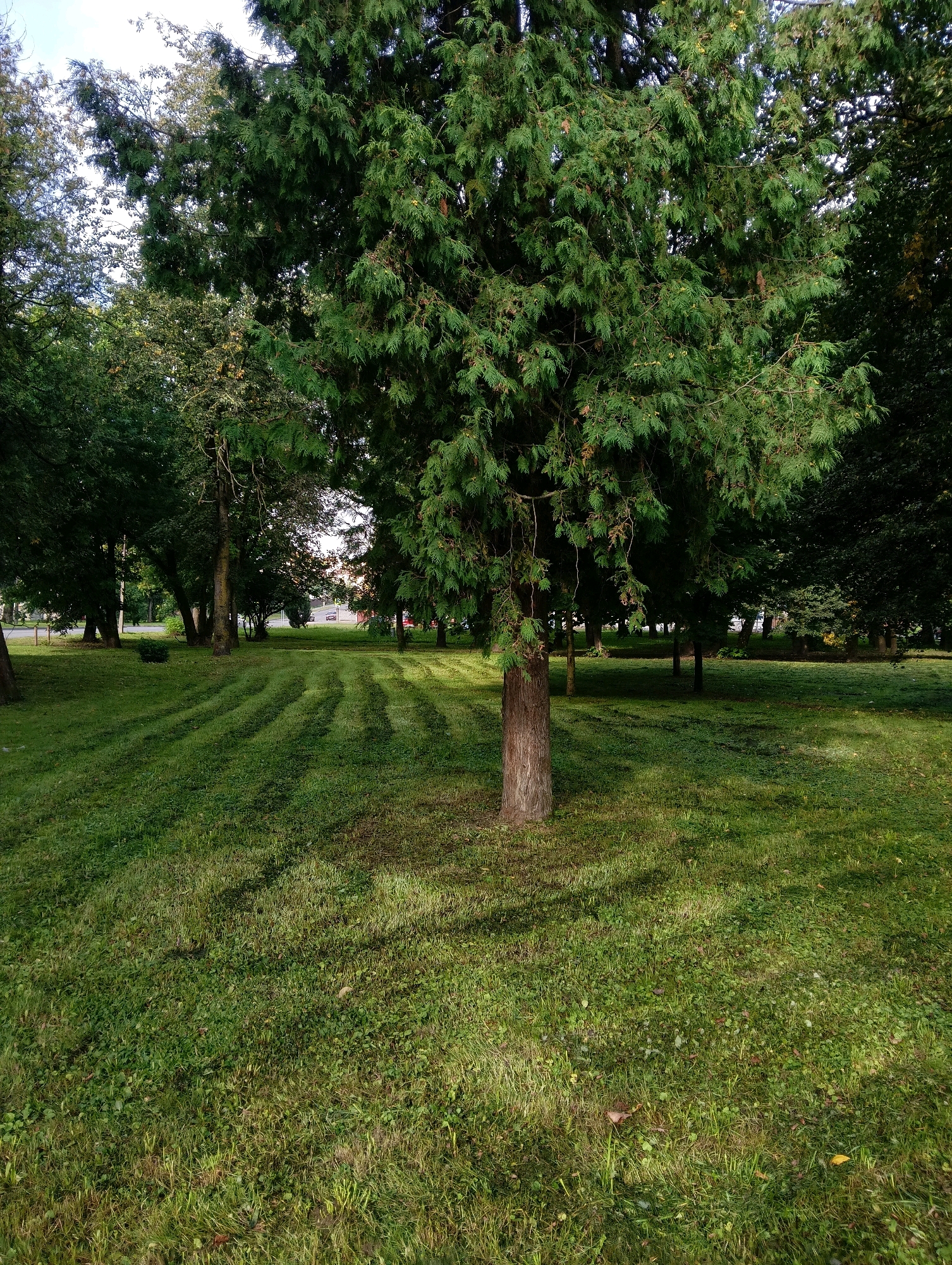 The image shows a park in the city of Hrodna, Belarus. A large evergreen tree with dark green foliage stands prominently in the foreground, casting a shadow on the meticulously mown lawn. The grass exhibits distinct parallel lines from recent mowing, creating a striped effect across the landscape. In the background, several other deciduous and evergreen trees are visible, interspersed with patches of sunlight. A hint of buildings and a possible road can be observed through the trees in the far distance, suggesting an urban or semi-urban park setting. The scene is natural and tranquil, with no people or animals present. The lighting indicates it is daytime, possibly late afternoon, given the long shadows.