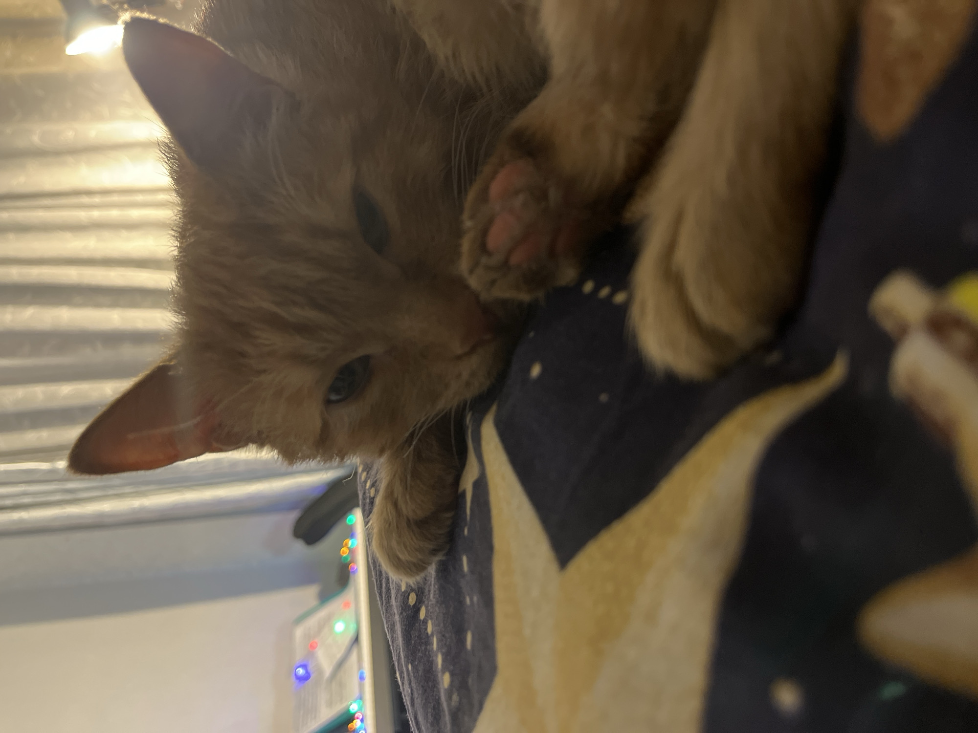 A close-up shot depicts a ginger cat resting atop a star-patterned fabric. The cat's head is near the bottom left corner of the frame, its paws positioned above it on the fabric. The background features a wall with colorful lights visible in the distance. The location, Chaikovsky, Russia, is not visually evident.