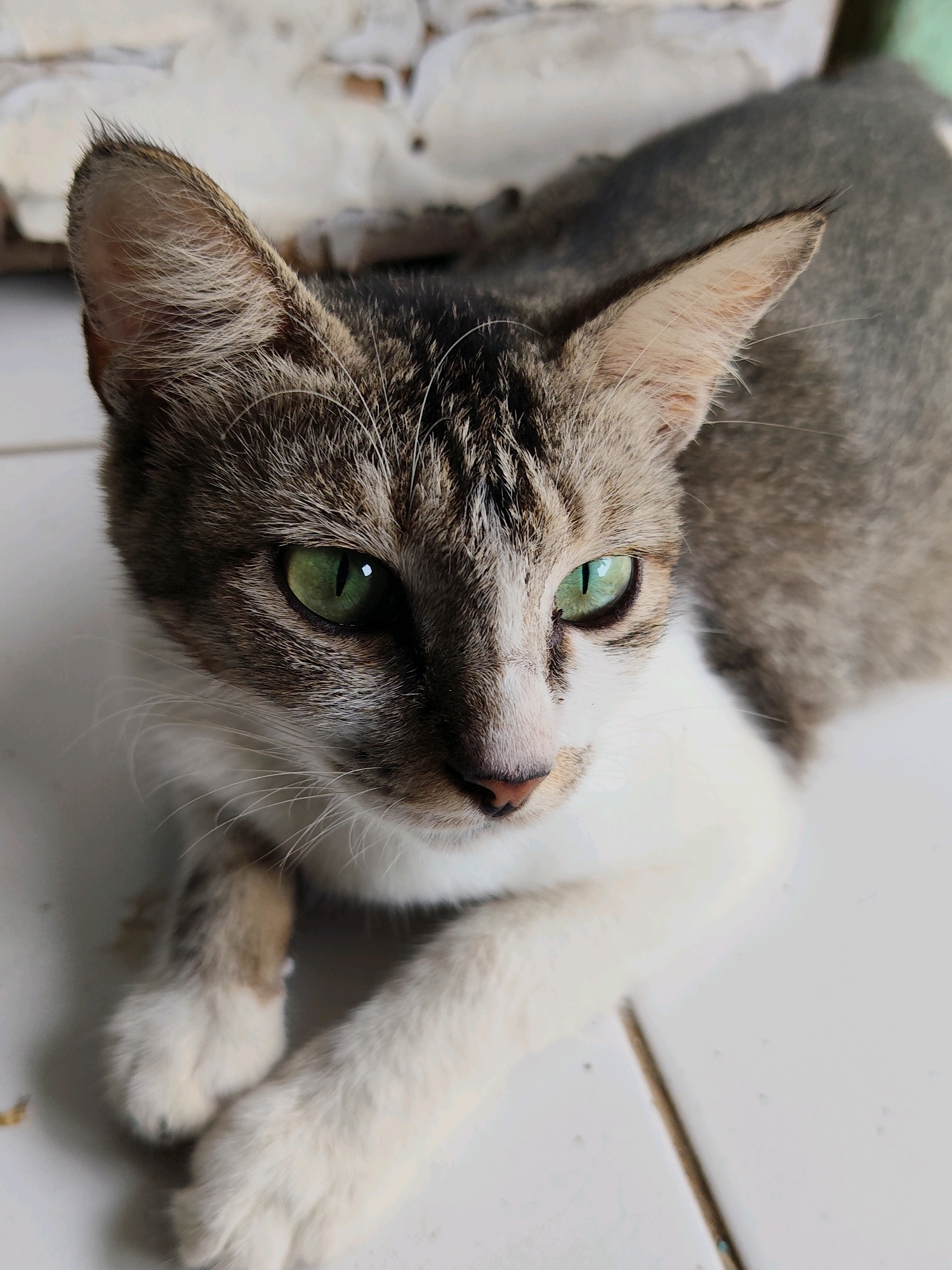 A tabby cat with green eyes is lying down on a white tiled floor. The cat's fur is a mix of gray, white, and brown tabby stripes. The cat is looking directly at the camera. The background is out of focus but appears to be a brick wall. The image was taken in Purwakarta, Indonesia.