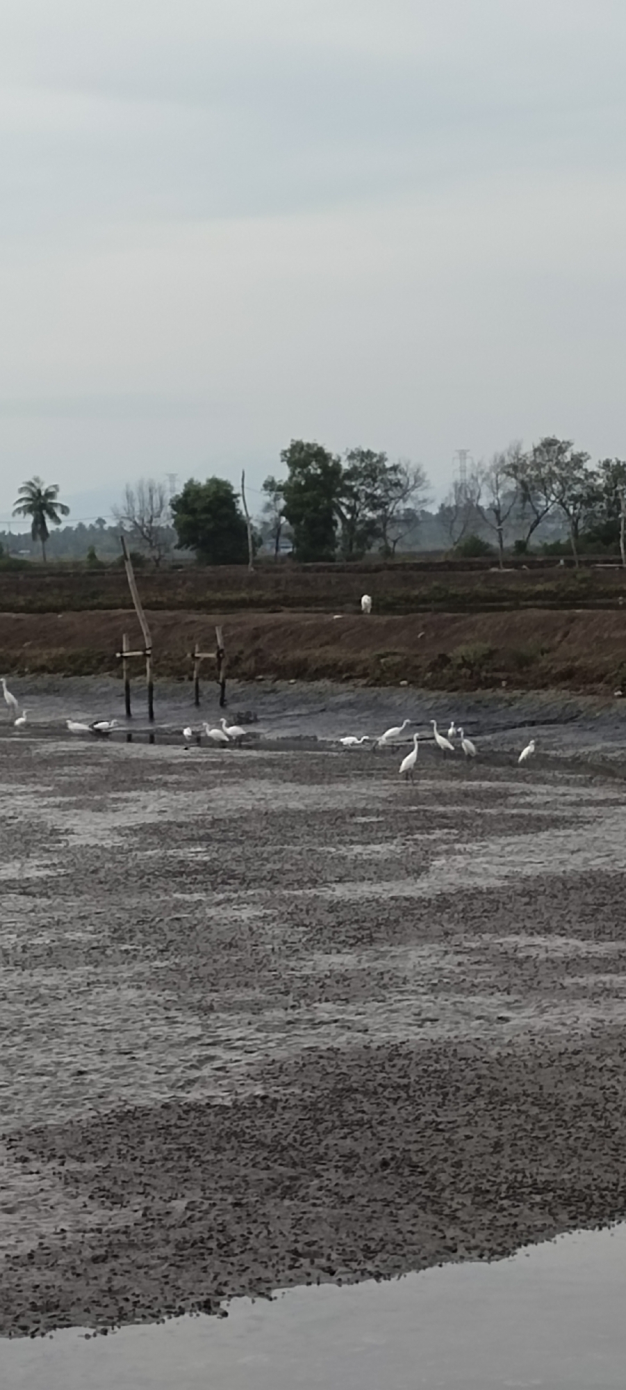 The image depicts a wetland area in an unspecified location. A group of white birds, likely egrets, are scattered across the mudflats. A rudimentary wooden structure stands near the edge of the water. The background features a line of trees and vegetation, with utility poles visible in the distance. A single palm tree stands to the left. The sky is overcast, creating a muted light. The foreground is dominated by textured mud.