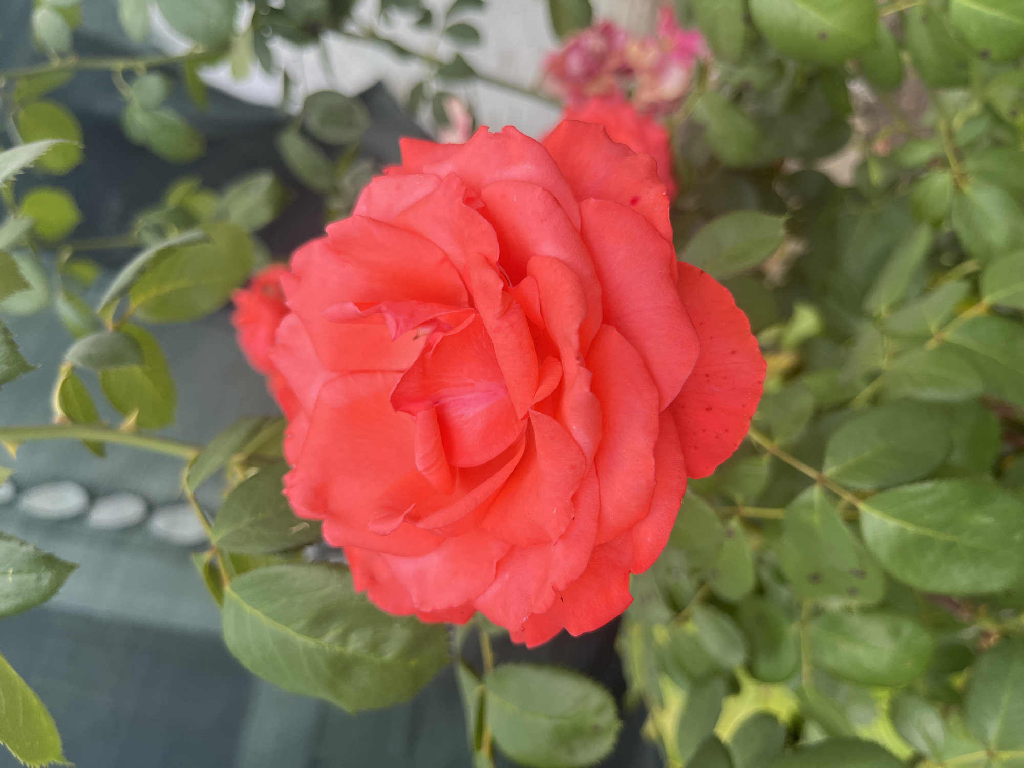 This media file showcases a close-up view of a vibrant coral-pink rose in full bloom, set against a backdrop of lush green foliage. The rose is the central subject, its petals tightly layered and displaying a delicate texture with subtle variations in color, ranging from a bright coral on the outer petals to a softer pink towards the center. Some tiny dark spots are visible on a few of the petals. The rose is surrounded by numerous green leaves, some of which appear slightly out of focus, creating a sense of depth.
The background is a blur of green leaves, with hints of other pink flowers in the upper right portion of the image, suggesting a garden setting. A dark, blurry object occupies the lower left of the frame, possibly a garden fence or a dark tarp, with some lighter, oval shapes visible behind the rose's stem on the left, which might be smooth stones or decorative elements. A thorny stem is also visible to the left of the rose.
The lighting appears to be natural, indicating it could be daytime, likely under diffused light given the absence of harsh shadows. There are no people or animals visible. The overall impression is one of natural beauty and the serene ambiance of a garden. The location context of Otrado-Olginskoye, Russia, provides a geographical anchor, though no specific landmarks are identifiable within the image itself. There is no visible text in the media file.