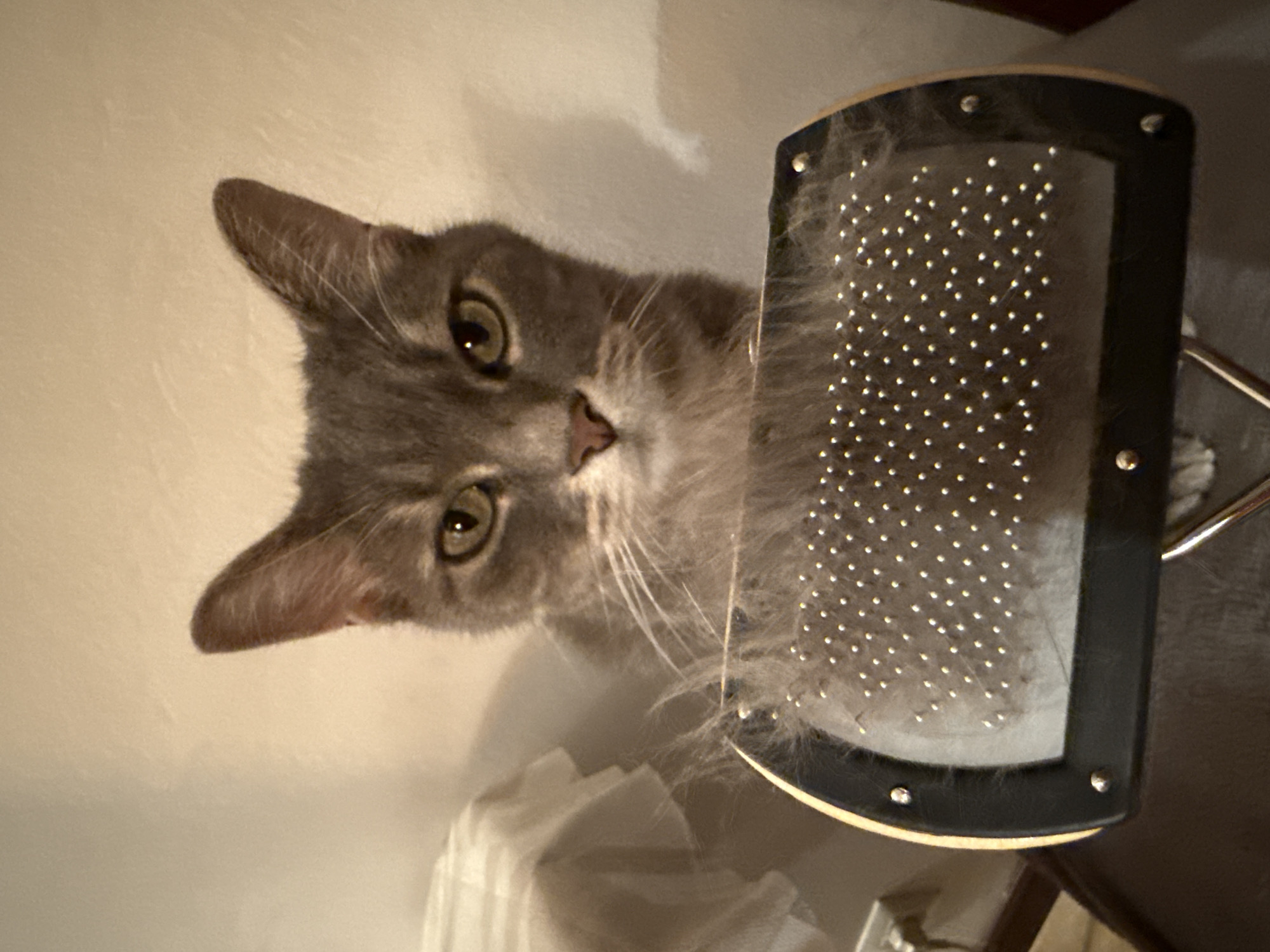 This close-up, vertically oriented image features a domestic grey cat looking directly at the viewer with an attentive and curious expression. The cat has prominent green-yellow eyes and a small pink nose. Its fur is primarily grey, with some lighter grey and white hairs around its muzzle and chin, and distinctive long white whiskers. Its ears are upright and alert.
To the right of the cat's face, a rectangular grooming brush, likely a slicker brush, is prominently displayed. The brush has a black frame with visible silver studs or rivets, and its surface is covered in numerous small, silver bristles. A significant amount of light grey fur, matching the cat's coat, is collected within these bristles, suggesting that the cat has recently been groomed or is about to be.
The background is a light-colored, plain surface, possibly a wall, with subtle shadows visible behind the cat's head, indicating indoor lighting conditions. A dark brown object, possibly furniture, is partially visible in the bottom right corner of the frame. The overall scene suggests an indoor setting, likely during a grooming session or a playful moment between the cat and its owner. There is no visible text in the image. While the location context is given as Barcelona, Spain, there are no visual cues within the image to confirm this.