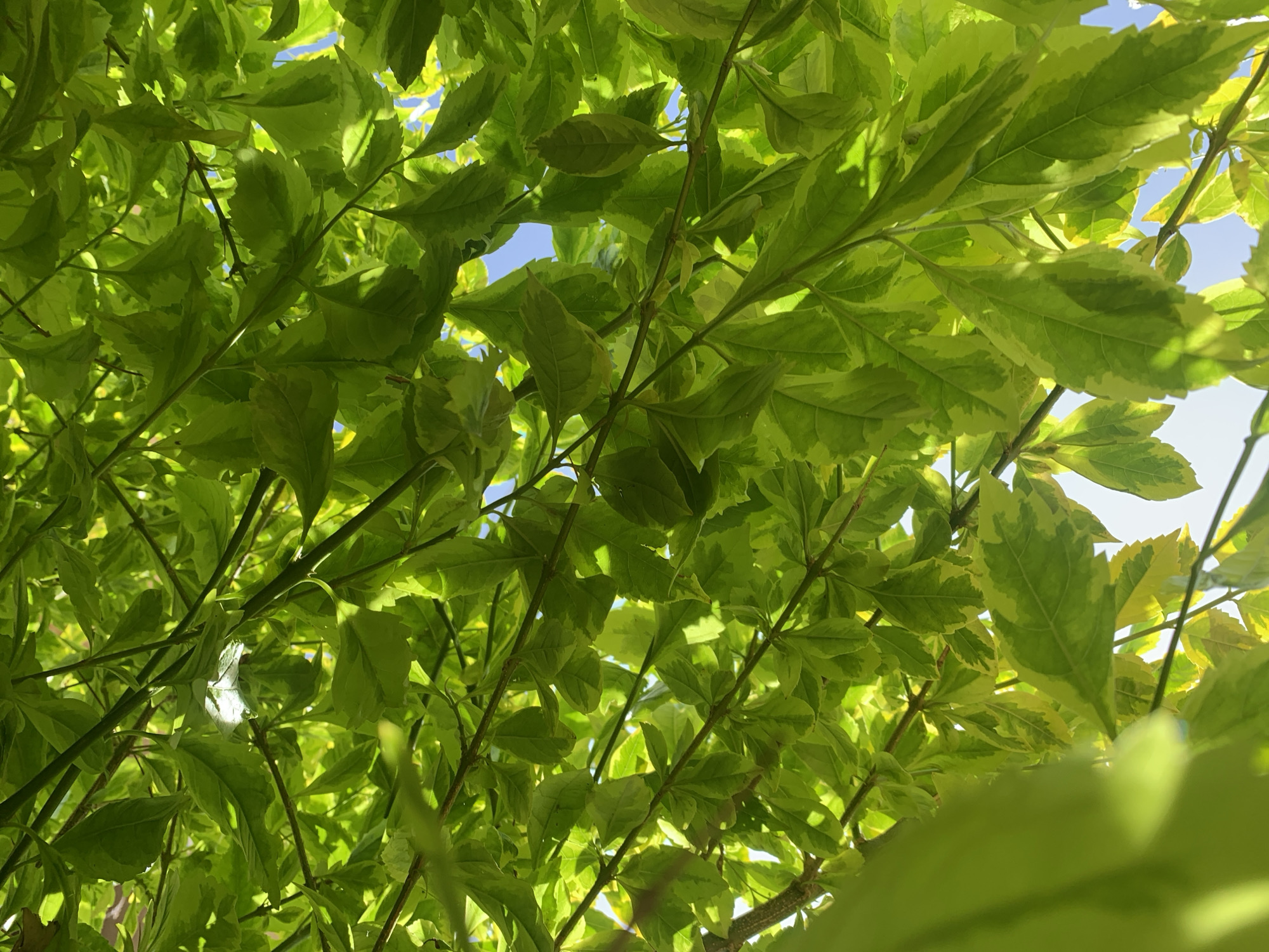 This image, captured in Rafin Par, Nigeria, presents an upward-looking view into a dense canopy of foliage. The primary subjects are numerous ovate to elongated-ovate leaves, displaying a variegated pattern of vivid green and yellowish-green coloration. Many leaves exhibit brighter yellow-green areas, particularly along their edges or in splotches across their surface. Thin, dark, woody stems and branches crisscross the frame, supporting the leaves. Bright natural sunlight filters through the canopy from above, illuminating the leaves and rendering some translucent, while others appear darker in shadow. Through gaps in the foliage, patches of bright blue sky are visible, indicating an outdoor, daytime setting with clear atmospheric conditions. In the upper-central left area of the canopy, a small, white, somewhat translucent, and possibly fibrous or web-like object is suspended among the leaves. No human figures, animals, or man-made structures are present within the observable scene.