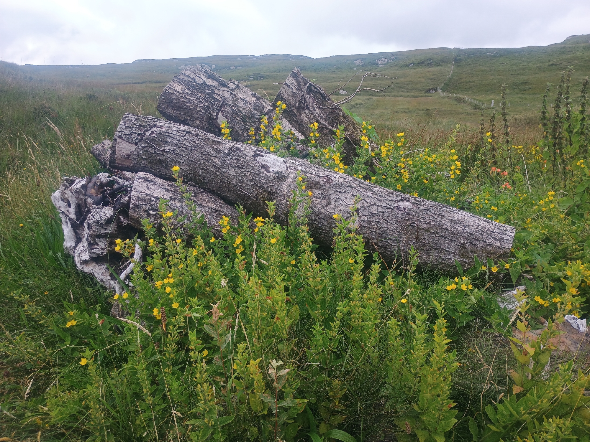In a rural, grassy landscape with a cloudy sky, a pile of large, weathered logs lies in the foreground. The logs have rough, grey bark and are partially covered by green foliage and small yellow flowers. In the background, rolling green hills stretch towards the horizon, with a faint indication of a fence line visible on one of the slopes. The scene appears to be undisturbed and natural.
