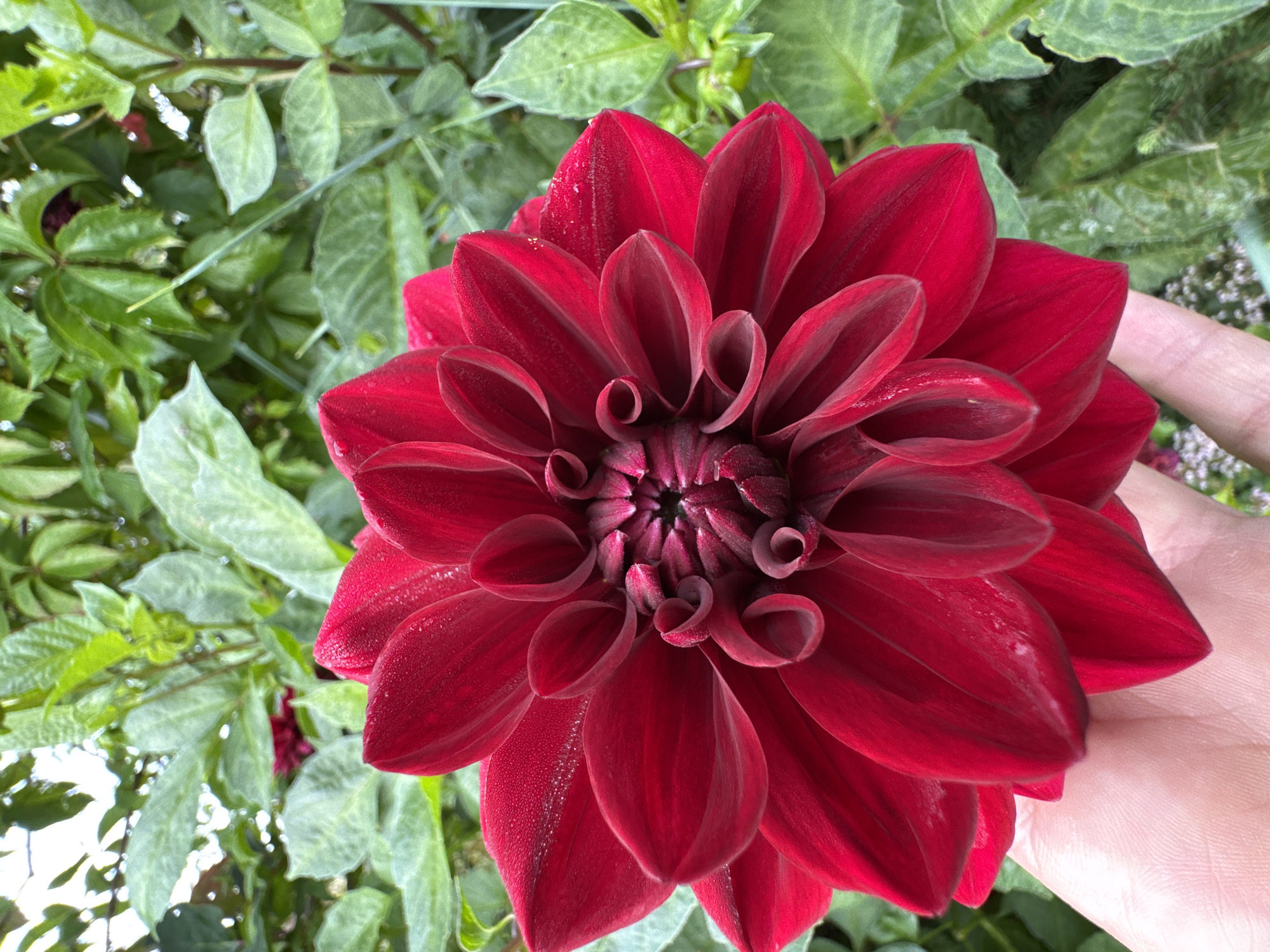 A close-up shot captures a vibrant red dahlia flower, its petals glistening with dew. The flower is held by a person's hand, which is positioned in the lower-left corner of the frame. The background consists of lush green foliage, typical of a garden setting. The image was taken in Sitno, Russia.