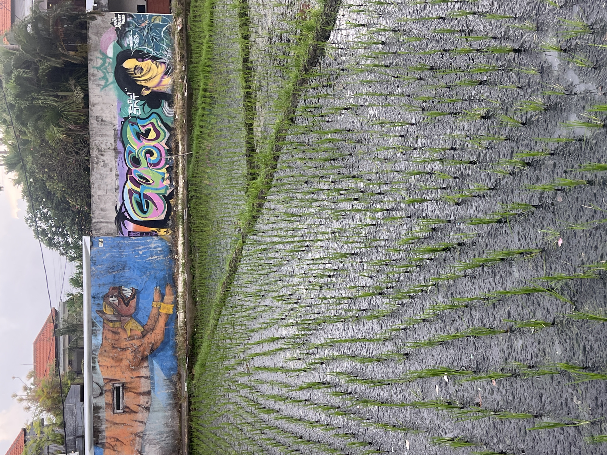 The image presents a contrasting scene from North Kuta, Indonesia, showcasing a vibrant graffiti-covered wall bordering a rice paddy field, with residential buildings and lush foliage in the background.
In the foreground, occupying about two-thirds of the frame, is a rice paddy field. Young, green rice shoots are meticulously planted in numerous distinct rows, emerging from dark, water-submerged soil. The water reflects the overcast sky, creating a mottled, silvery-grey surface.
Adjacent to the rice paddy, acting as a vertical barrier, is a concrete wall heavily adorned with diverse graffiti art. The upper section features a stylized portrait of a person with yellow skin, dark hair, and closed eyes, set against a background of abstract green and blue designs. Below this portrait, a large, colorful bubble-letter tag, possibly spelling "SOSE," dominates the space with shades of pink, purple, green, and blue. Partially visible text "QUIET WAVES" is present near the top right of this section, along with some vertical, unidentifiable script. The lower section of the wall is painted blue and depicts a large, orange and brown tiger-like figure with raised arms wearing golden cuffs, displaying a cartoonish expression. A small rectangular window is set into the wall beneath this figure.
Behind the graffiti wall, residential buildings with characteristic orange-tiled roofs are visible, nestled among abundant tropical vegetation, including several palm trees. The sky is uniformly bright and overcast, indicating daytime under cloudy weather conditions. The scene blends traditional agriculture with modern street art, characteristic of an area experiencing cultural intersection. No specific human activity is depicted.