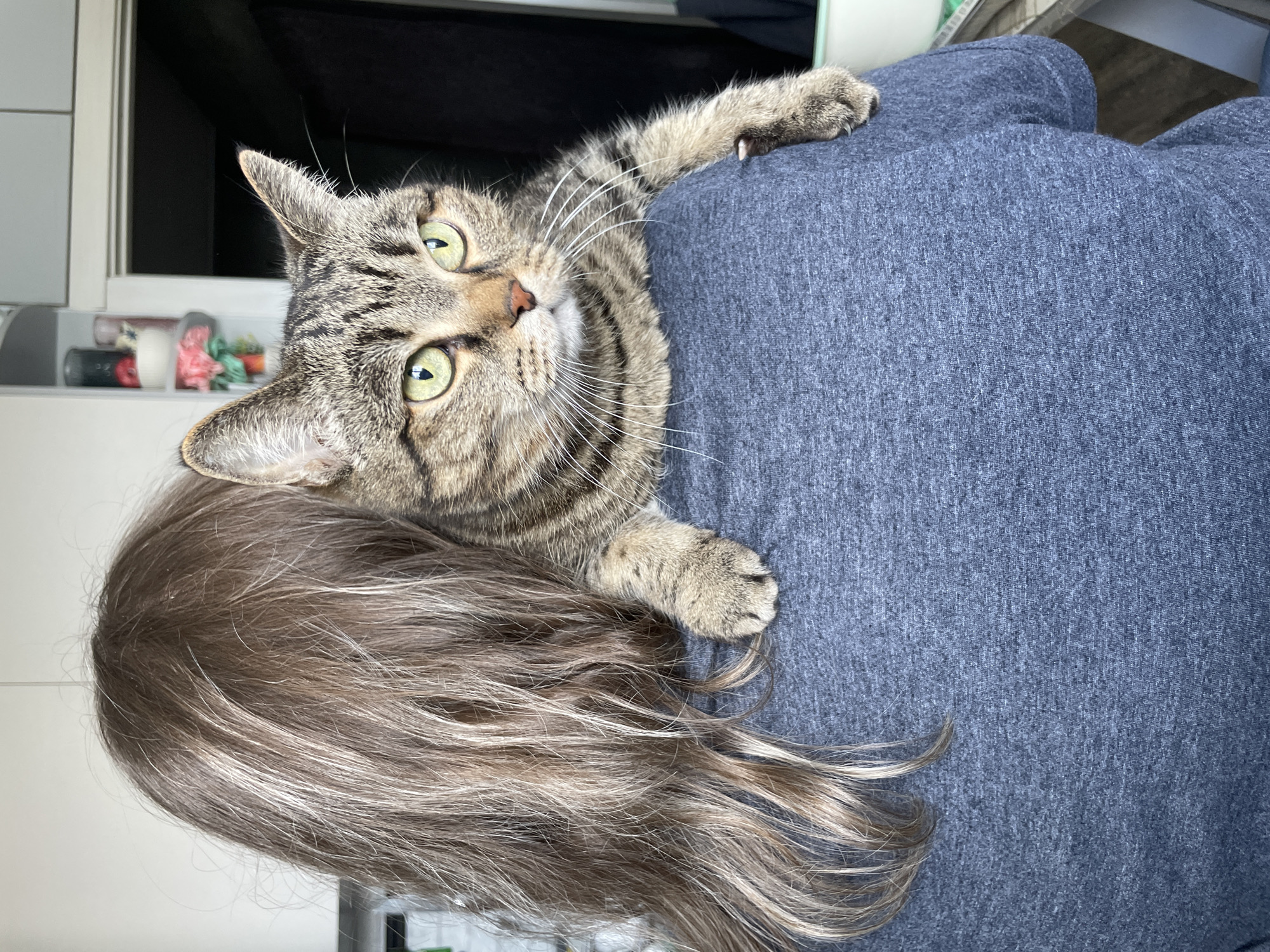 A tabby cat clings to the left shoulder of a person wearing a blue, heathered shirt. The person has light brown hair visible on the lower left side of the image. The cat has green eyes and is looking toward the camera. In the background is a blurred room interior, with a white cabinet and a dark window visible in the upper left corner. The location is unknown.