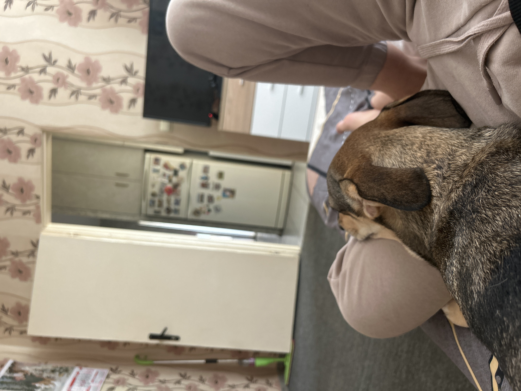 In an indoor scene, a brown and black dog with floppy ears rests its head on a light brown pillow. The dog is positioned in the foreground, partially obscuring the legs of a person wearing light brown sweatpants. The person's right leg and arm are visible, suggesting they are seated. In the background, a white door stands ajar, revealing a kitchen area with a white refrigerator adorned with various magnets. To the right of the door, a television screen is visible above a light wood and white drawer unit. The walls are covered in floral wallpaper featuring pink flowers and green leaves. A green mop with a spray bottle attachment stands near the door on the left side of the frame. The overall environment appears to be a domestic living space.