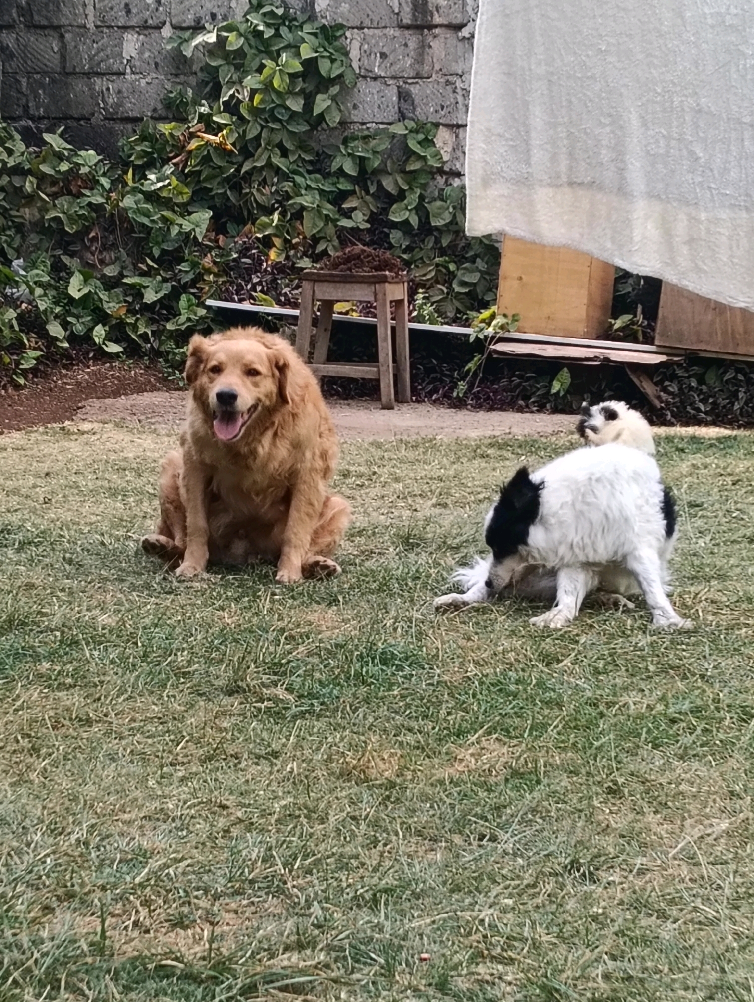 In Nairobi, Kenya, a medium-sized, adult Golden Retriever sits on a grassy lawn, panting with its mouth open and tongue visible. To the right, a smaller dog, predominantly white with black markings on its head and tail, is in a seated position, appearing to groom itself. The background features a rough-textured, light-colored stone wall covered in dense green foliage, a wooden stool, and some wooden structures with a white translucent sheet draped over them. The ground is covered in dry, brown-tinged grass. The scene depicts an outdoor domestic setting.