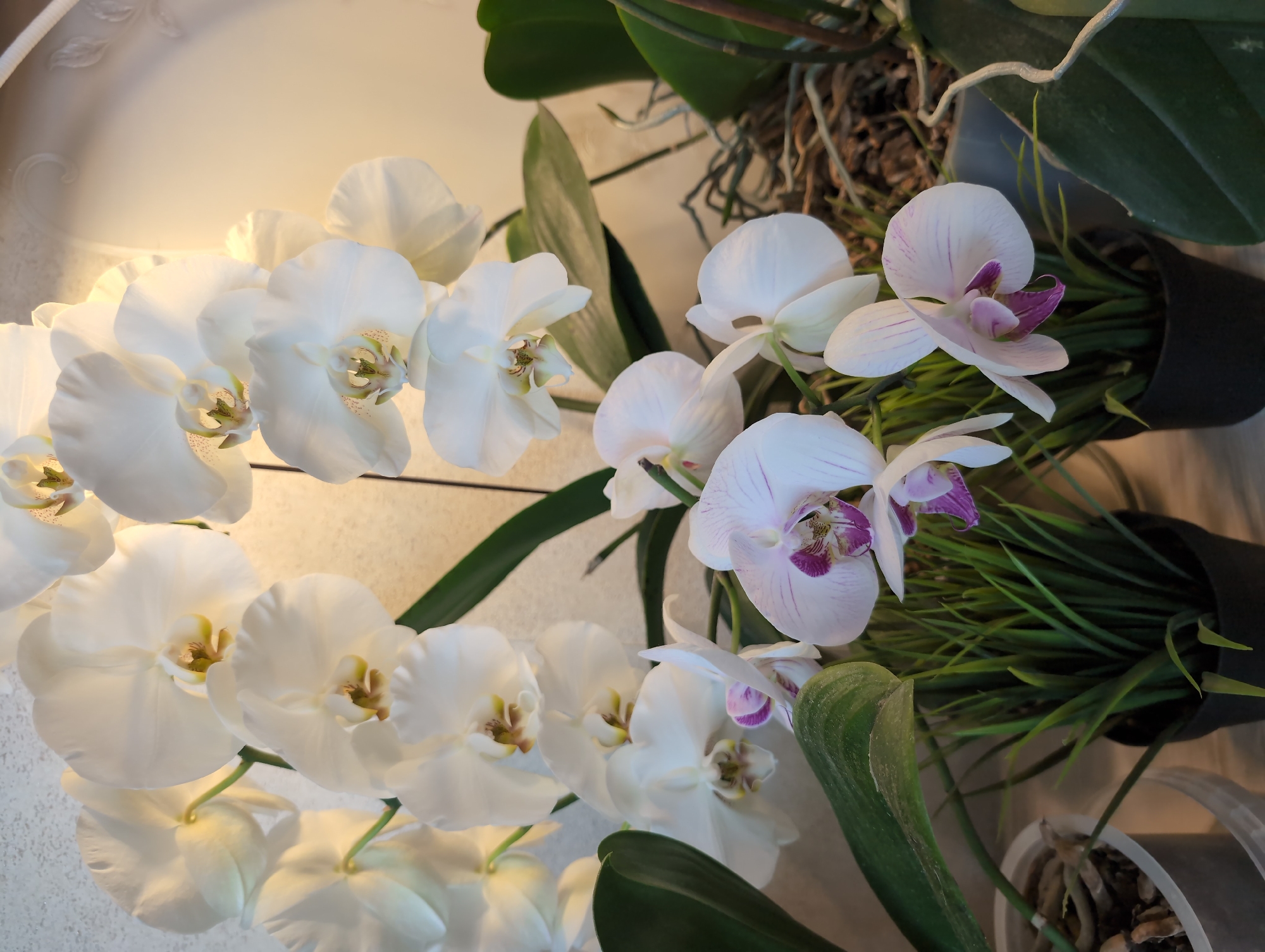 The image presents an indoor scene featuring two arrangements of orchids. On the left, a cascading arrangement of white orchids dominates, displaying numerous blooms. To the right, there's a smaller arrangement of orchids that are predominantly white but also have purple markings on the petals. These orchids are planted in black pots with visible green foliage. In the background, there is a white wall. The location of the image is not discernible within the image. There are no people in the image.