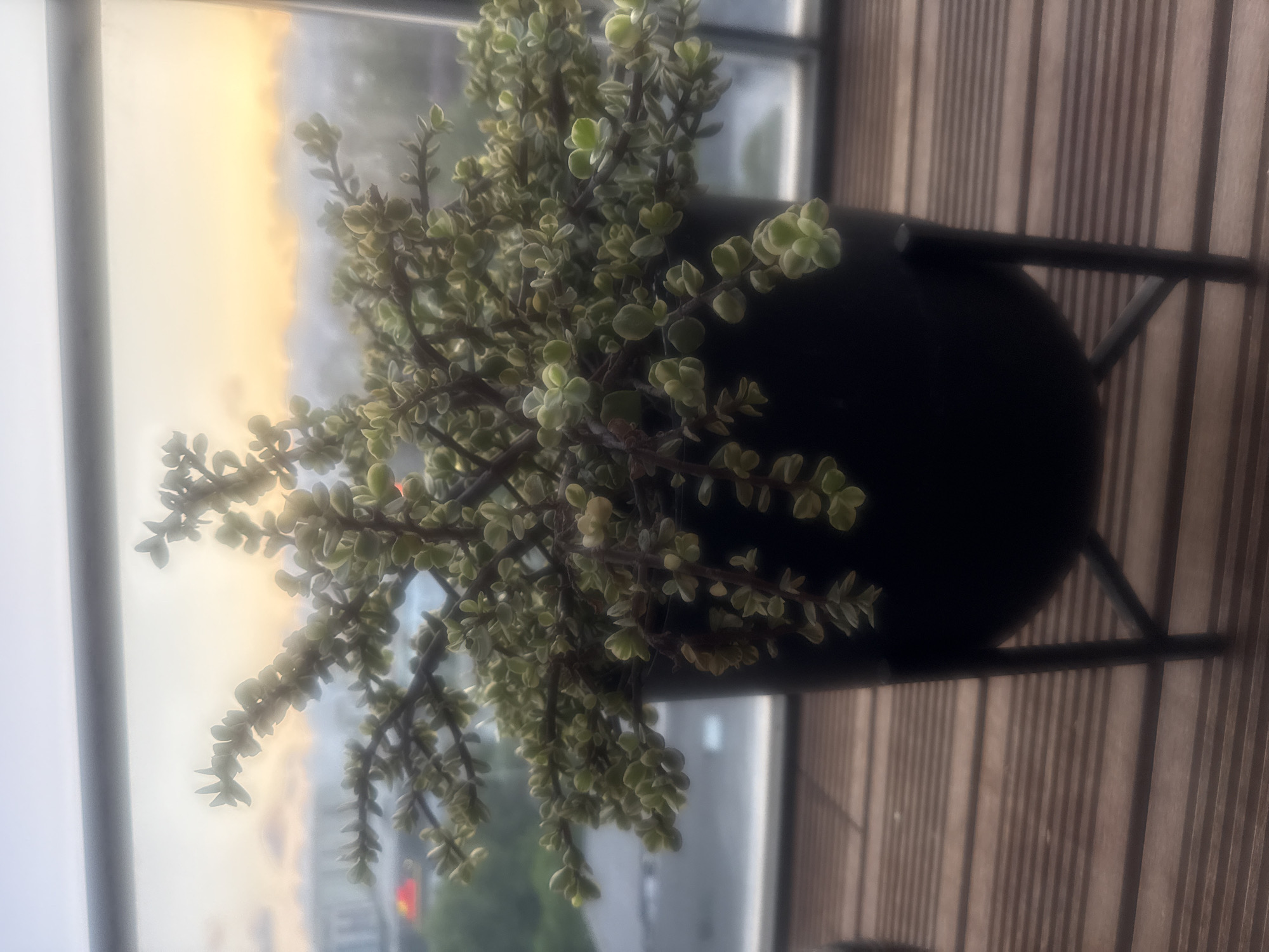This is a photograph taken on a balcony in Loures, Portugal, featuring a succulent plant in a black pot with a metal stand. The plant has small, green and white leaves on numerous delicate branches. In the background, a blurred cityscape is visible through a window, with the sky showing soft hues of orange and yellow, indicative of a sunset or sunrise. The balcony floor is made of wooden planks. The scene is illuminated by natural light, creating a serene and tranquil atmosphere.