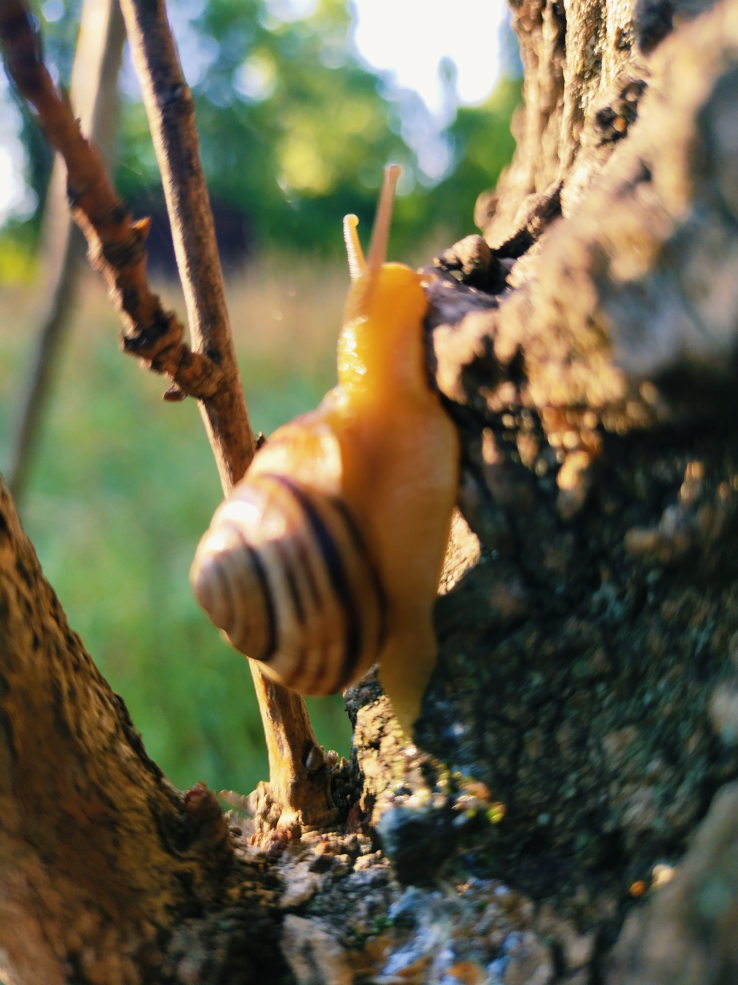 A close-up, shallow depth of field shot captures a snail on a branch. The snail's body is a pale yellow, and its shell displays distinct brown stripes. It is positioned on a rough, textured tree trunk. The background is a blur of green foliage and bright light, suggesting an outdoor environment. The image does not provide any information about the city of Horishni Plavni, Ukraine, nor does it contain any people or specific actions.
