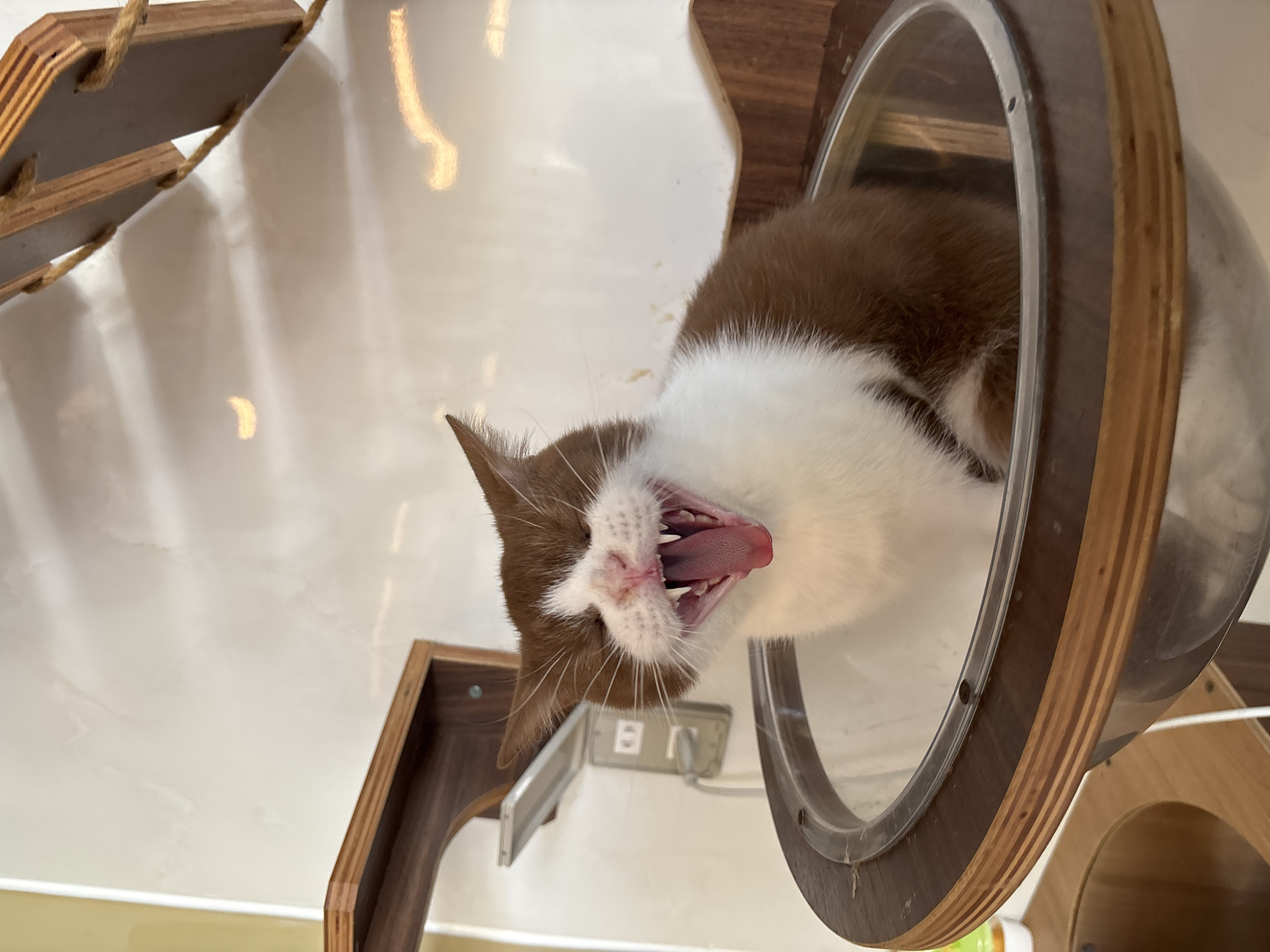 A yawning brown and white cat is inside a transparent, dome-shaped structure. The structure is mounted to a dark brown wooden frame attached to a white wall. There is an electrical outlet visible near the frame. A rope and wooden cat climbing structure is attached to the wall nearby. This image may have been taken in a cat cafe, possibly in Đà Nẵng, Vietnam, where such structures are common.