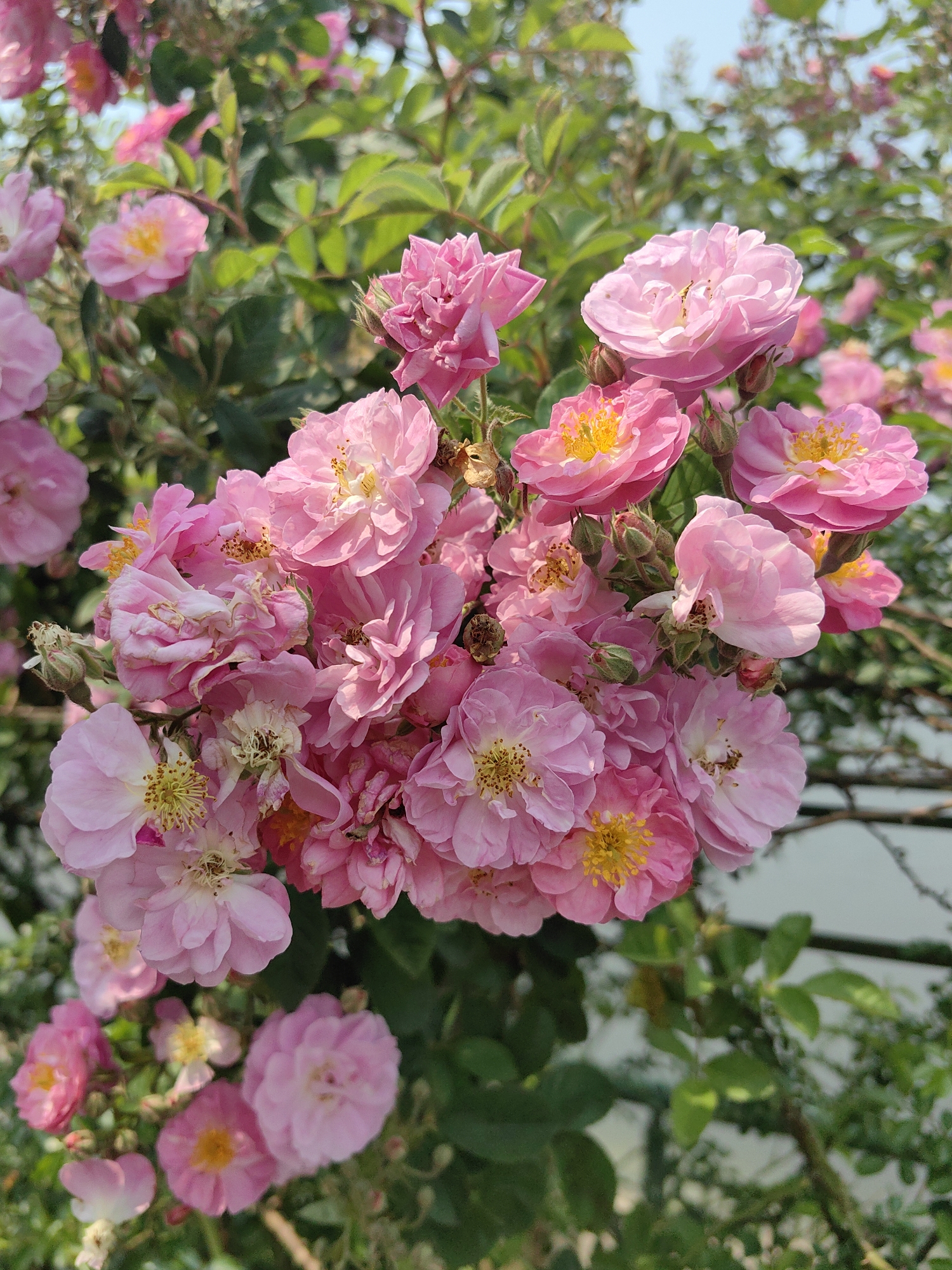 The image displays a close-up, high-angle view of a dense cluster of pink roses, located in Sa Pa, Vietnam. The central subject is a mass of approximately two dozen individual rose blooms, each featuring multiple layers of light to medium pink petals. Many of the open flowers reveal prominent yellow stamens at their centers. Several blooms exhibit signs of senescence, characterized by slightly browned or wilting petals. The roses are intermingled with and surrounded by green foliage, including leaves and stems, some in sharp focus and others blurred in the background. A pale blue sky is partially visible in the upper right quadrant, framed by the green leaves. The scene is illuminated by natural daylight. No persons, animals, or artificial structures are clearly identifiable within the frame.