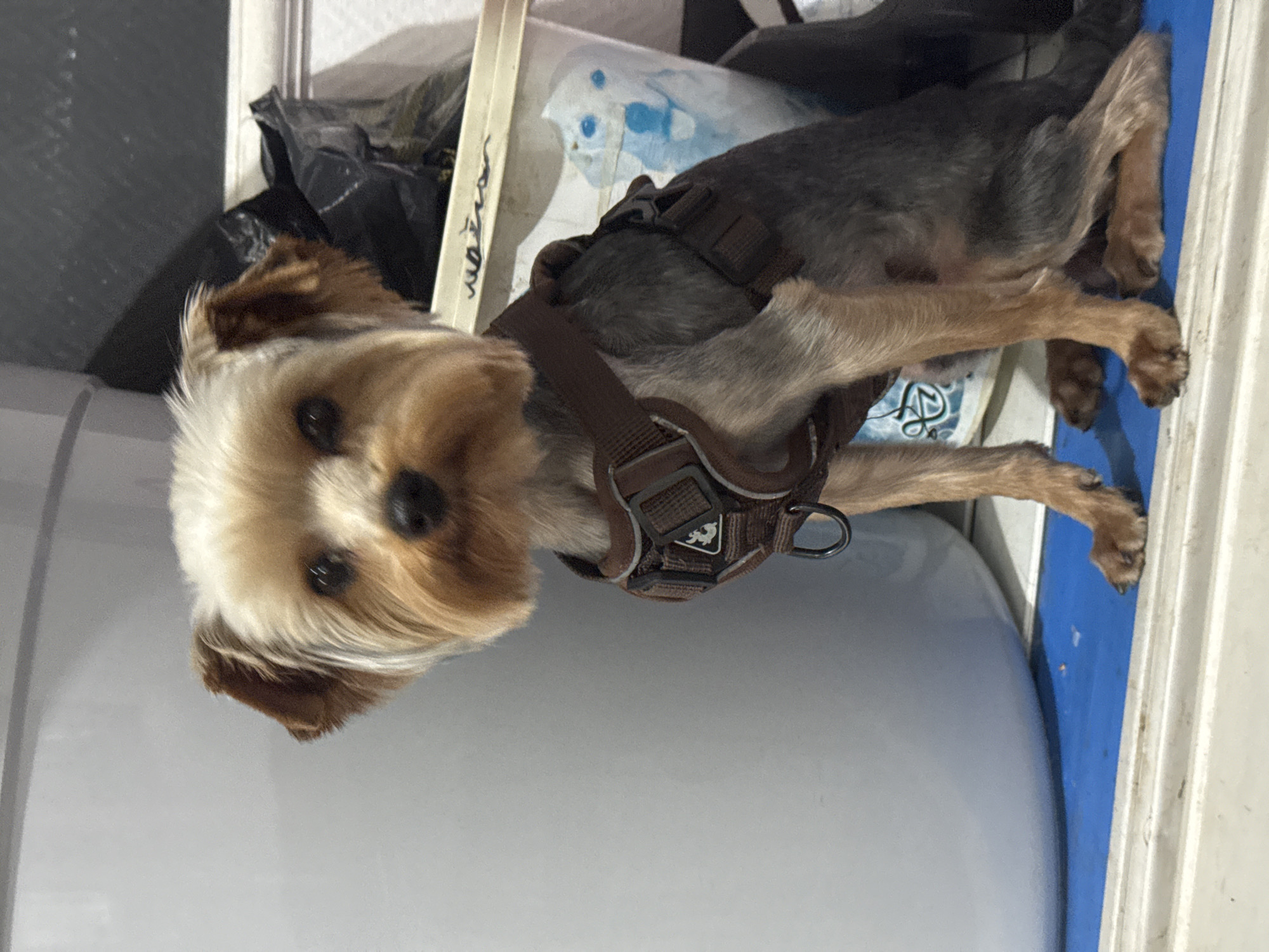 This media file displays a small dog, likely a Yorkshire Terrier or a similar breed, characterized by its tan and greyish-black fur with lighter, almost white fur around its face. The dog is wearing a dark brown harness, which features a small white logo depicting a stylized animal head. It lies on a light grey surface, looking directly at the camera with an alert and curious expression. Its front paws are extended, and its rear paws rest on a vibrant blue surface to its right.
The background is somewhat cluttered, revealing a black plastic bag and a pale blue object with simple blue circular and linear markings that resemble a cartoonish face. Adjacent to this blue object, a vertical white strip is visible, bearing dark, handwritten text. Given the provided location context of Rusalevka, Russia, this text could potentially be a Russian word, though it is not clearly legible. The scene is brightly lit, suggesting an indoor setting during daytime. No specific weather conditions are discernible.