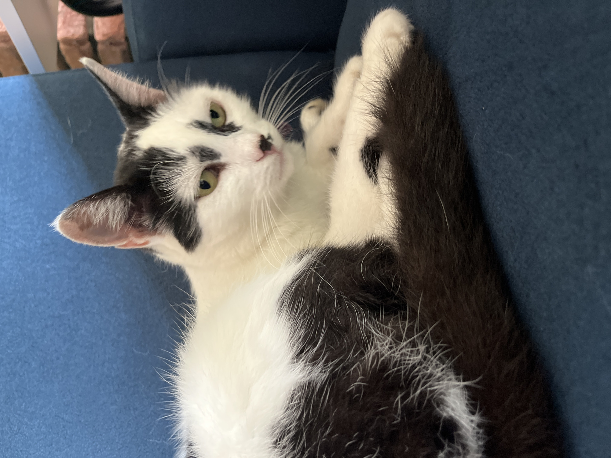 A black and white cat is lying on a blue sofa. The cat has patches of black fur on its white coat, including a prominent black patch over its left eye and ear. Its eyes are a light green color. The cat's tail is long and fluffy with black fur. The background of the image shows a blue sofa with a hint of a brick wall in the upper right corner. There are no people visible in the image. This scene is not specified to be in Ureki, Georgia.