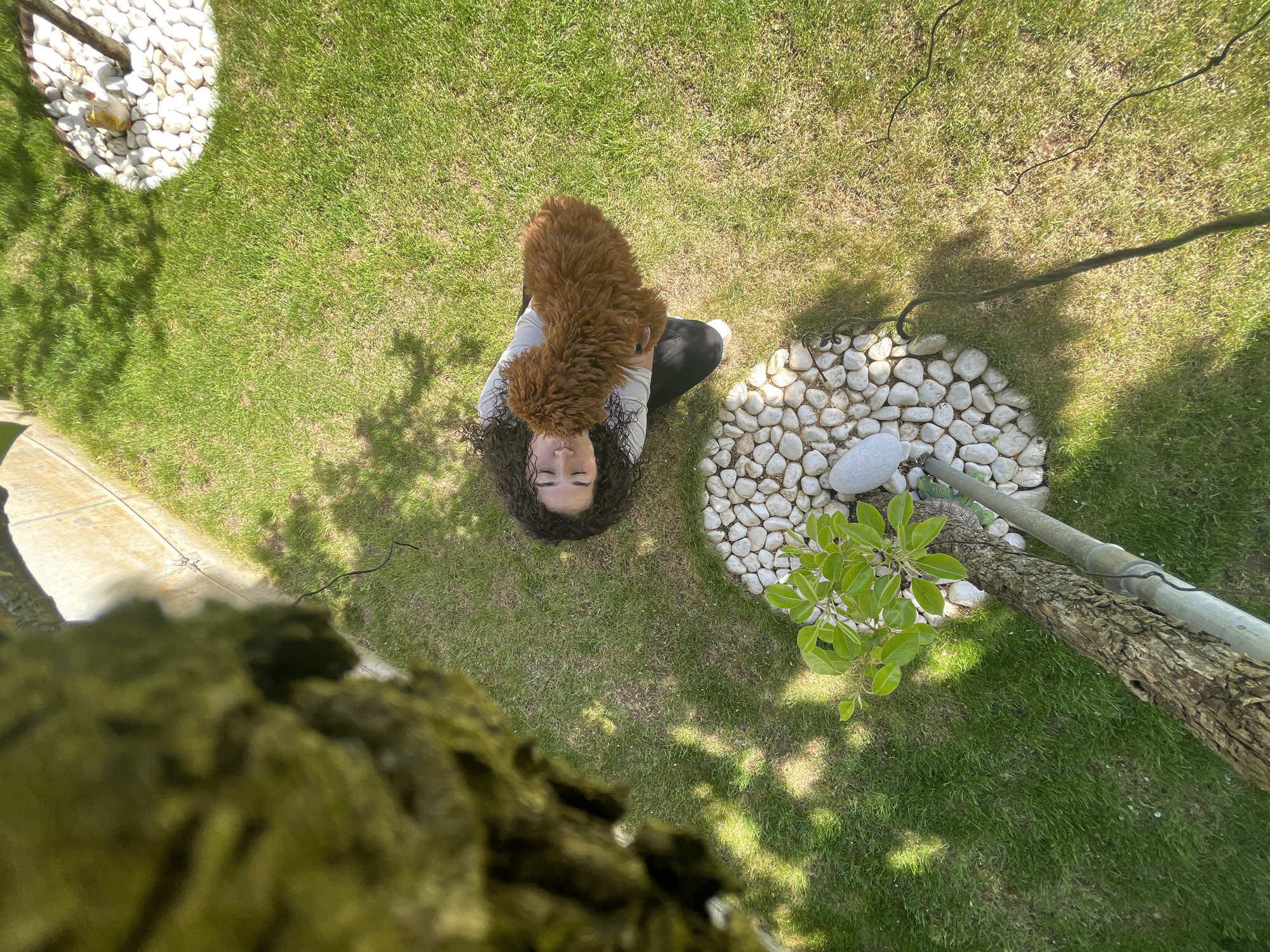 An extreme high-angle shot, taken from directly above, captures a person and a dog on a vibrant green lawn under bright sunlight in Sofia, Bulgaria. The perspective suggests the photo was taken from a significant height, possibly from a tree, with blurred foliage partially obscuring the lower left foreground.
The central subjects are a person with dark, curly hair, dressed in a light grey top and black leggings, lying or sitting on the grass while looking upwards towards the camera. A small, fluffy, reddish-brown dog is perched on their chest or shoulder, also looking up, suggesting an affectionate and playful interaction. The person appears relaxed and content.
The surrounding environment consists of a neatly mown, healthy green lawn. Two distinct circular areas of white, smooth pebbles or river stones are visible: one in the mid-right portion of the frame, and another in the upper-left. The pebble patch on the right contains a small, leafy green plant and serves as the base for a textured tree trunk that extends upwards and out of frame, alongside a grey pipe-like structure with dark wires or cables wrapped around it. Additional dark, thin cables are scattered across the grass in the mid-right.
The strong, defined shadows cast on the grass indicate a clear, sunny day, likely during midday or early afternoon. No visible text is present in the image.