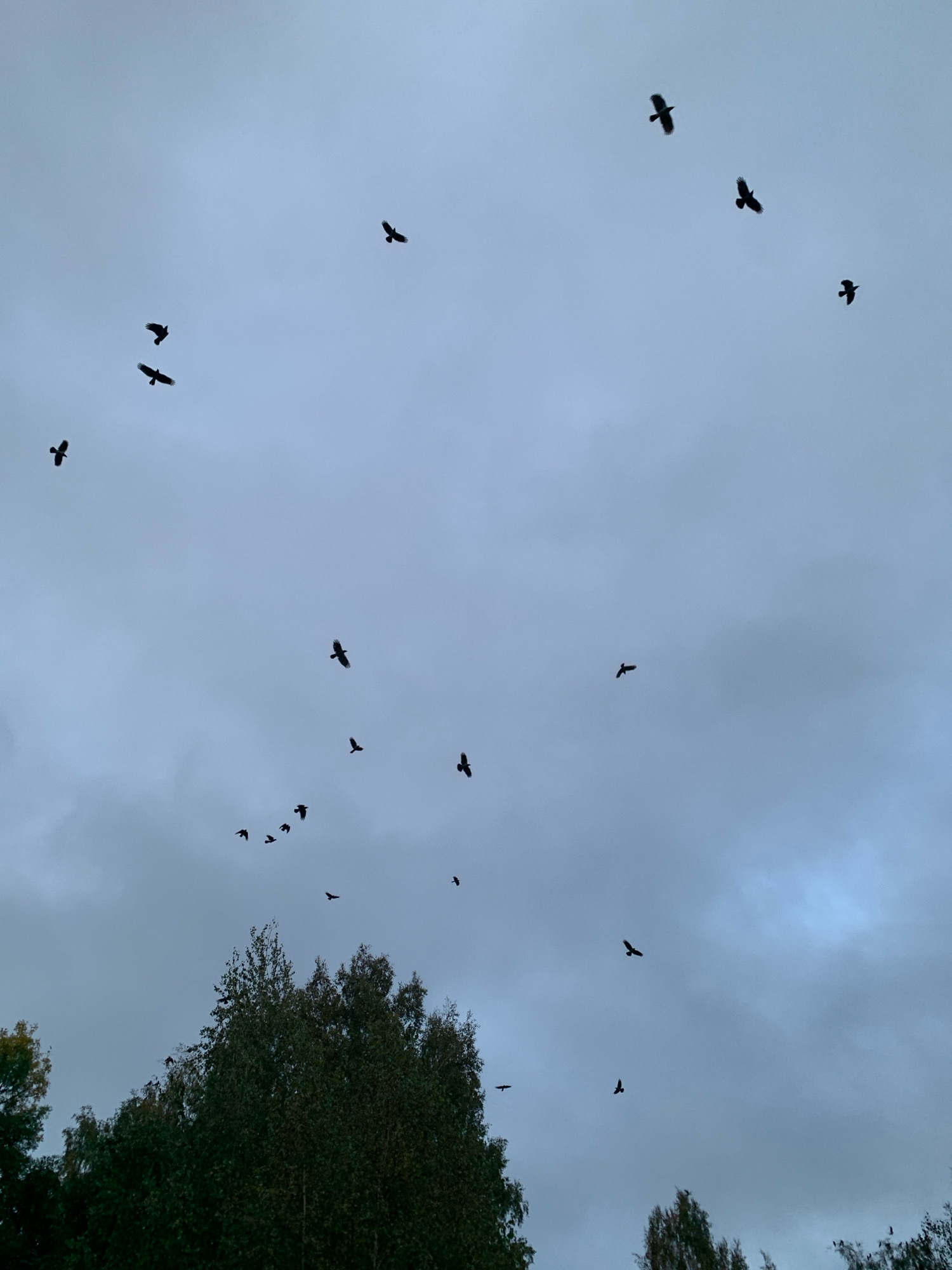 A flock of birds is captured in flight against a cloudy, overcast sky. The birds, silhouetted against the muted tones of the sky, are scattered across the frame, some flying individually and others in small groups. The bottom portion of the image shows the tops of trees, some with green foliage and others appearing bare, indicating either late summer or early autumn. The overall impression is of a cool, possibly breezy day. The scene is set in Prokopyevsk, Russia.