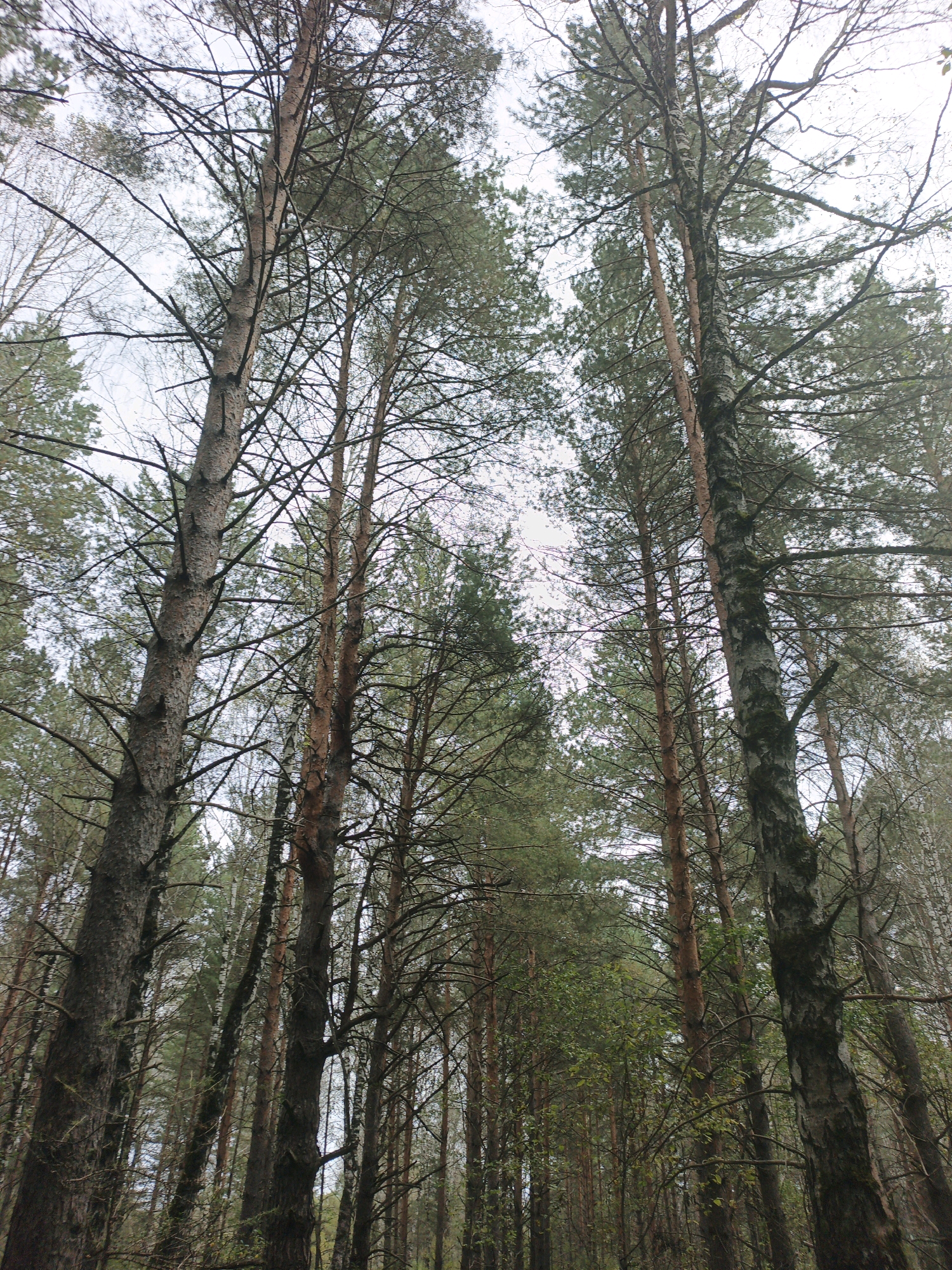 A low-angle, vertical shot captures a dense forest with tall trees reaching towards a pale, overcast sky in Medvedyovka, Russia. The foreground is dominated by the thick, textured bark of pine trees, with their branches extending upwards and outwards, creating a complex network of dark lines against the brighter sky. Interspersed among the pines are slimmer, lighter-barked trees, possibly birch, with their distinctive white and black markings. The forest floor is not visible due to the extreme upward angle of the shot. The lighting is diffused, suggesting a cloudy day, which casts a uniform, soft light on the scene. The overall impression is one of natural abundance and the quiet solitude of a mature woodland.
