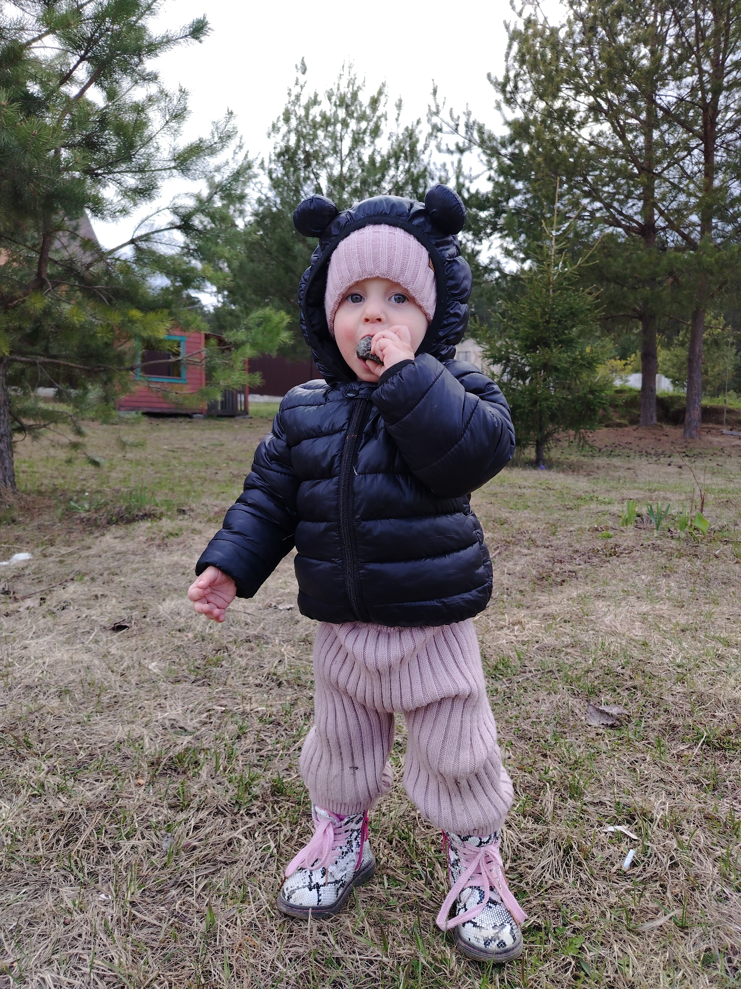 A young child, likely a toddler, is captured in a full-body outdoor portrait, standing on ground covered with dry, patchy grass. The child is dressed for cool weather in a black puffer jacket with a hood featuring bear-like ears, a light pink knitted beanie, and light pink ribbed knitted pants. They wear distinctive patterned boots, possibly snakeskin print, with bright pink laces. The child holds a small, dark object, possibly a rock or pinecone, to their mouth, appearing to be tasting or exploring it with a focused, curious expression.
The background features several pine trees of varying sizes under an overcast sky, suggesting a non-sunny day. To the left, a small, red wooden structure with a prominent blue-framed opening is partially visible, hinting at a dwelling or play area. A small patch of snow is visible on the ground to the left of the child, indicating late winter or early spring conditions. Cigarette butts are noticeable on the ground near the child's right foot.
The scene depicts a moment of childhood exploration in a semi-natural, outdoor setting, possibly a yard or undeveloped area, consistent with a rural or suburban environment in Chaikovsky, Russia. The overall impression is one of innocent discovery in the cool, natural surroundings. No visible text is present in the image.