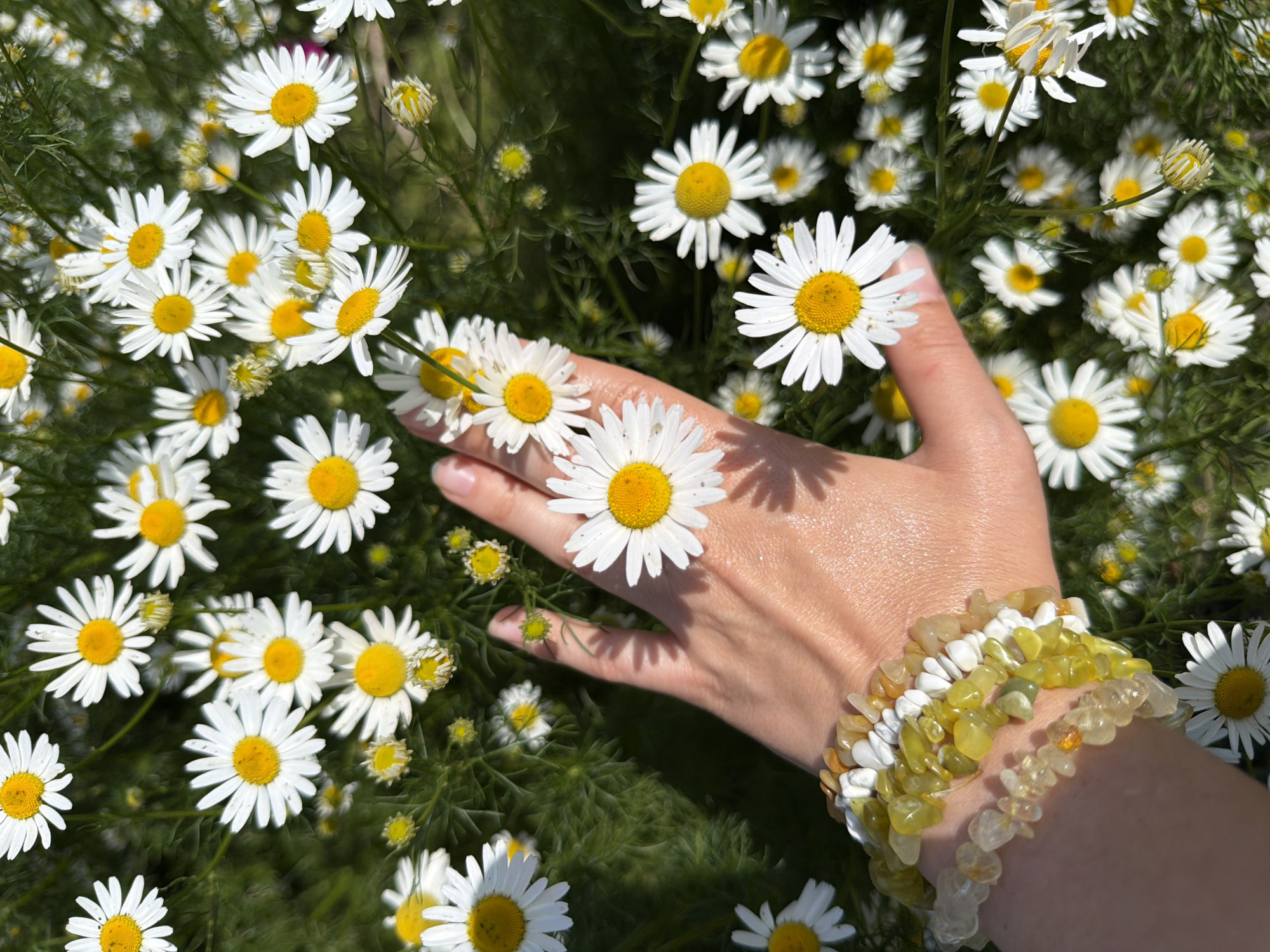 A hand with beaded bracelets is positioned amongst a field of daisies. The hand, belonging to a person of unspecified gender, is resting on some of the flowers. The daisies are white with yellow centers, and they are surrounded by green foliage. The lighting suggests it is daytime, and the overall scene is natural and outdoors. The location is the city of Ul'zuty, Russia.