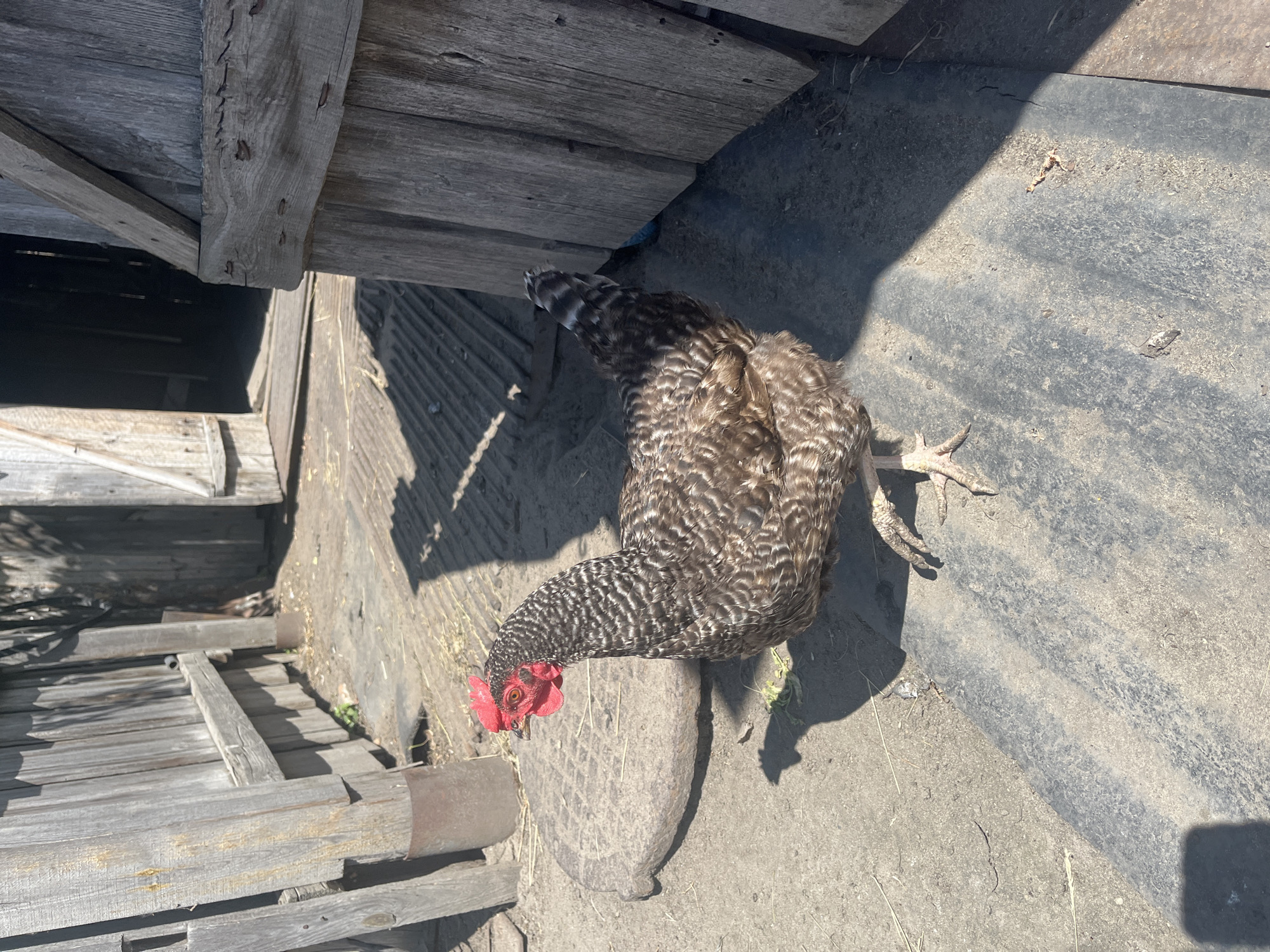 A hen with brown and black plumage stands in a sunlit outdoor area, likely a farm or rural yard. The hen is positioned in the foreground, facing left with its head turned towards the camera. Its comb is bright red. Behind the hen, a weathered wooden fence and part of a structure, possibly a barn or shed, are visible. The ground is a mixture of dirt and a dark, possibly corrugated surface. The scene appears to be in the village of Sukhinskoye, Russia, based on the provided context.