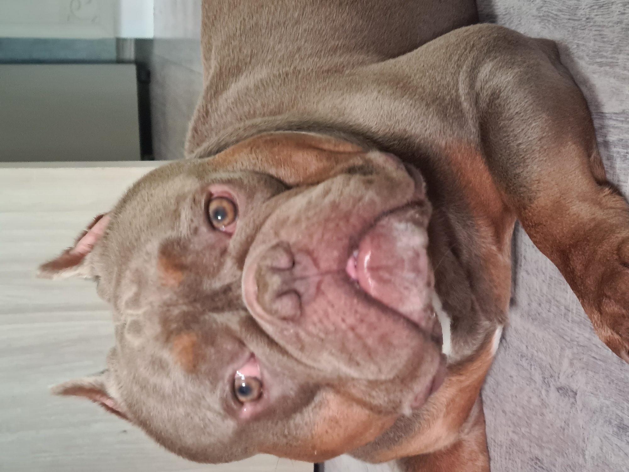 An American Bully dog with fawn-colored fur and copper markings lies on a gray, textured floor. The dog is positioned facing the camera, with its head slightly tilted. Its eyes are amber and appear to have some redness around the rims. The dog's snout is broad and wrinkled, with a slightly open mouth revealing a pink tongue. The background is blurred, showing hints of what appears to be an indoor setting with a wall and a door or cabinet. The lighting is neutral, suggesting an indoor environment.