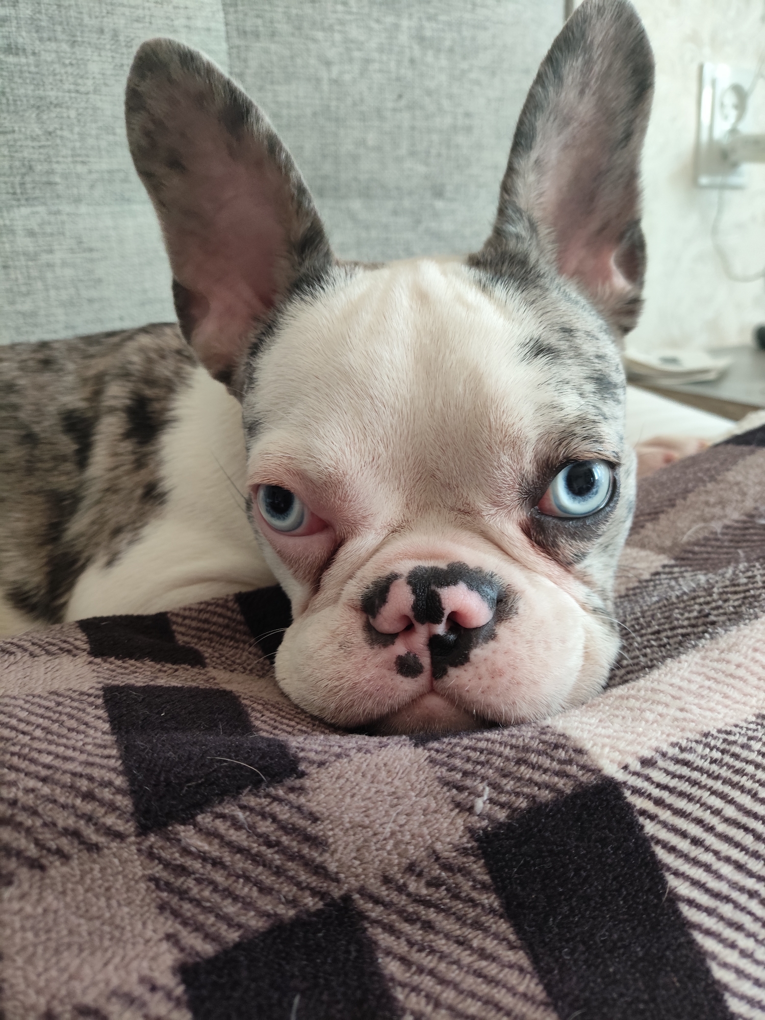 This is a close-up, eye-level portrait of a French Bulldog puppy lying down. The puppy has striking blue eyes and a merle coat pattern with patches of white and gray. Its nose is black with pink spots, and its ears are large and upright. The puppy is resting its head on a plaid blanket with a pattern of brown, beige, and black. The background is blurred, showing a hint of a couch on the left and a wall with an electrical outlet and some objects on the right, suggesting an indoor setting. The puppy's expression appears calm or perhaps a little sleepy, with its eyes looking directly at the camera. There is no discernible text in the image. The lighting suggests it's daytime, likely indoors.