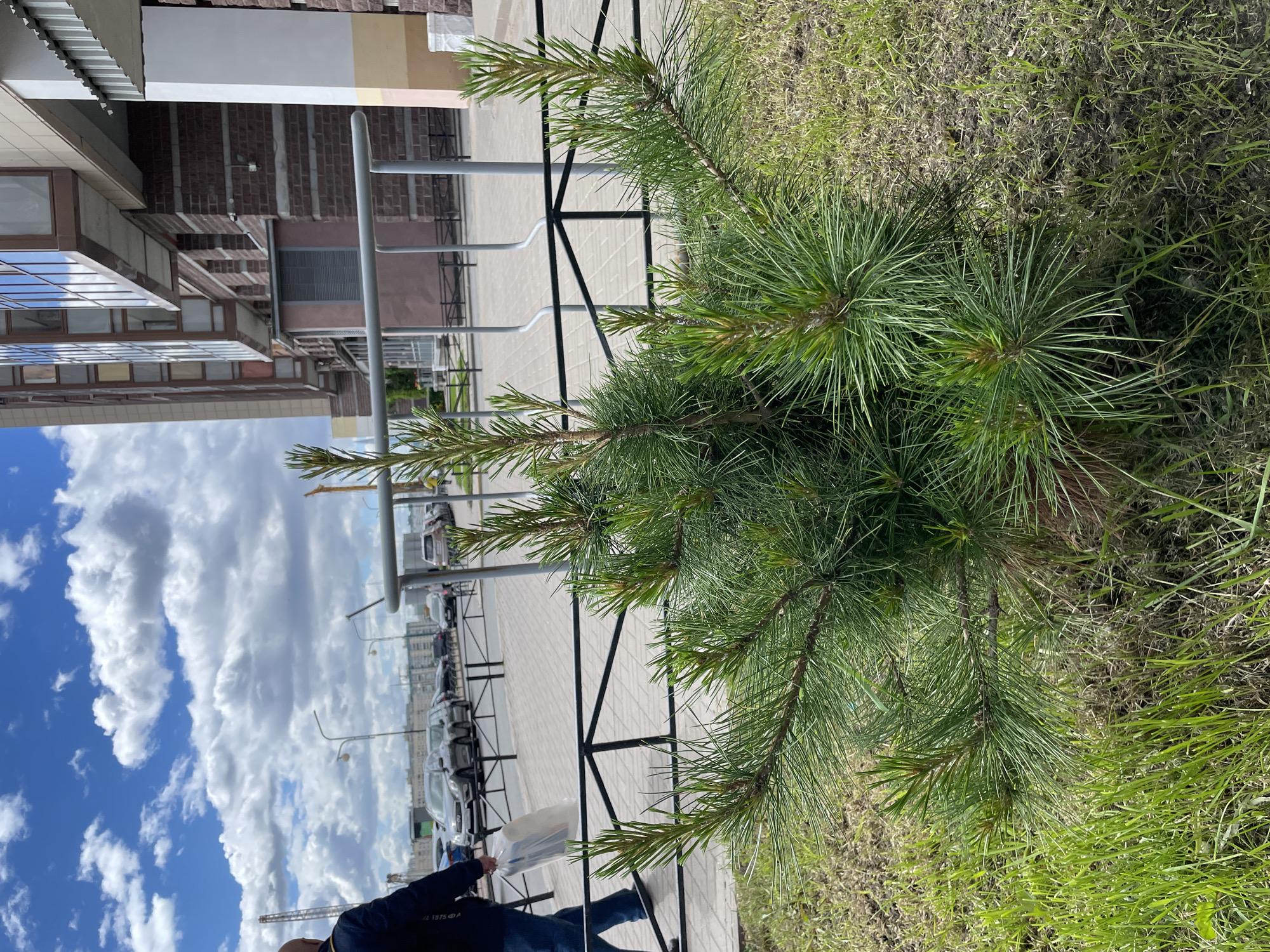 A young pine tree grows in grass next to a black metal fence. Beyond the fence is a paved area, then a row of parked cars. Behind the cars are apartment buildings under a cloudy blue sky. A person in a blue jacket and jeans walks alongside the fence carrying a white plastic bag. The scene is located in Saint Petersburg, Russia.