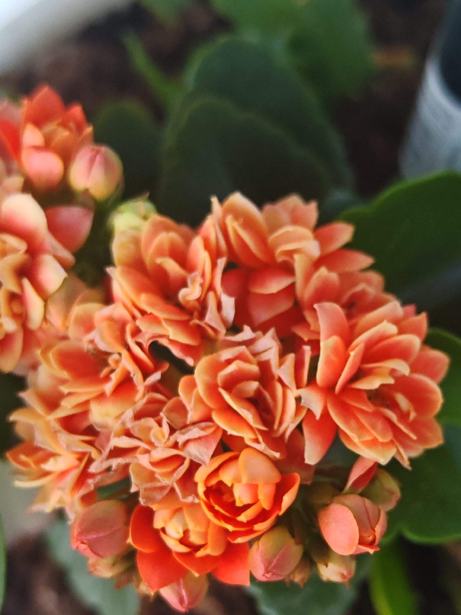 The image displays a close-up overhead view of a Kalanchoe plant with dense clusters of small, double-petaled flowers, set in the city of Shumen, Bulgaria. The dominant color of the blossoms is a vibrant orange, with lighter peach and yellowish tones on the edges of the petals, particularly in the more open flowers. Numerous individual flowers are tightly packed, presenting a ruffled or layered appearance. Several closed buds, displaying a darker orange or reddish-pink hue, are visible around the periphery of the main flower cluster, especially towards the bottom and left. Dark green, ovate, and somewhat succulent leaves provide a backdrop and partial framing for the bright flowers. The background is significantly blurred, consisting of indistinct dark green shapes and some darker, undefined areas, with a light grey or white blurry shape present in the upper left corner. The primary focus of the image is centered on the flower clusters, with a shallow depth of field rendering elements outside this central area soft and out of focus.