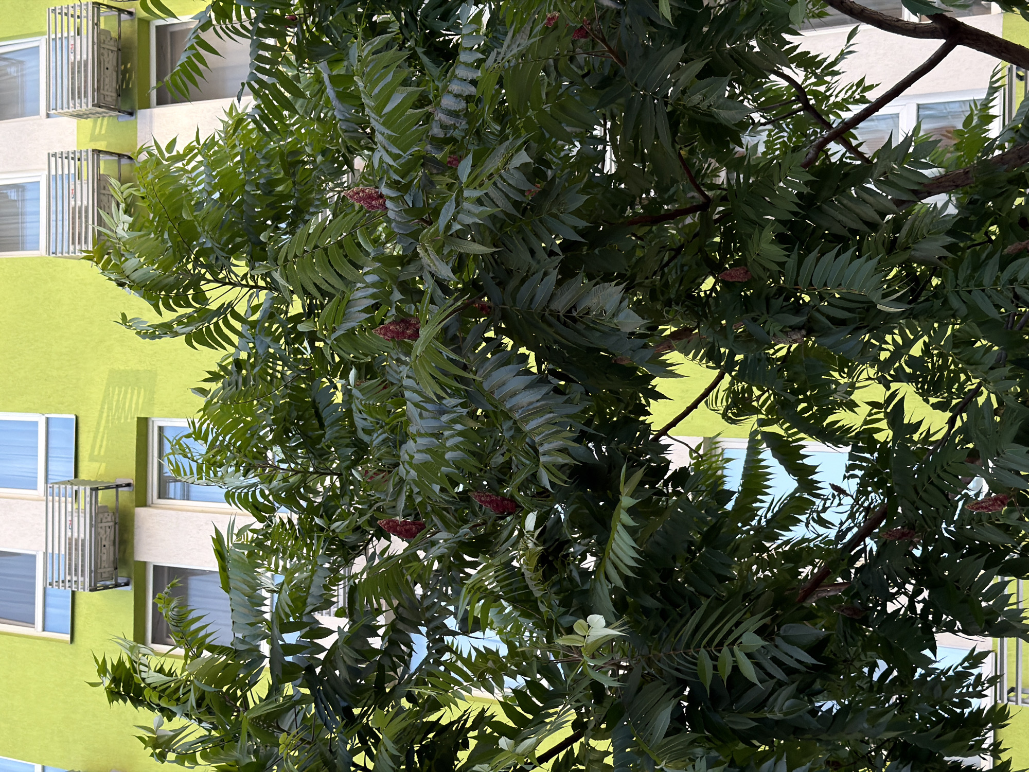 A low-angle, medium shot captures a large tree with deep green, compound leaves and several fuzzy, dark red seed clusters in the foreground. The tree branches partially obscure the background, which features a brightly colored, lime-green building with several windows and modern air conditioning units mounted on the exterior. The building appears to be residential or commercial, with white frames around the windows. The lighting suggests it is daytime, with sunlight casting soft shadows. The image was taken in the city of Kyiv, Ukraine.