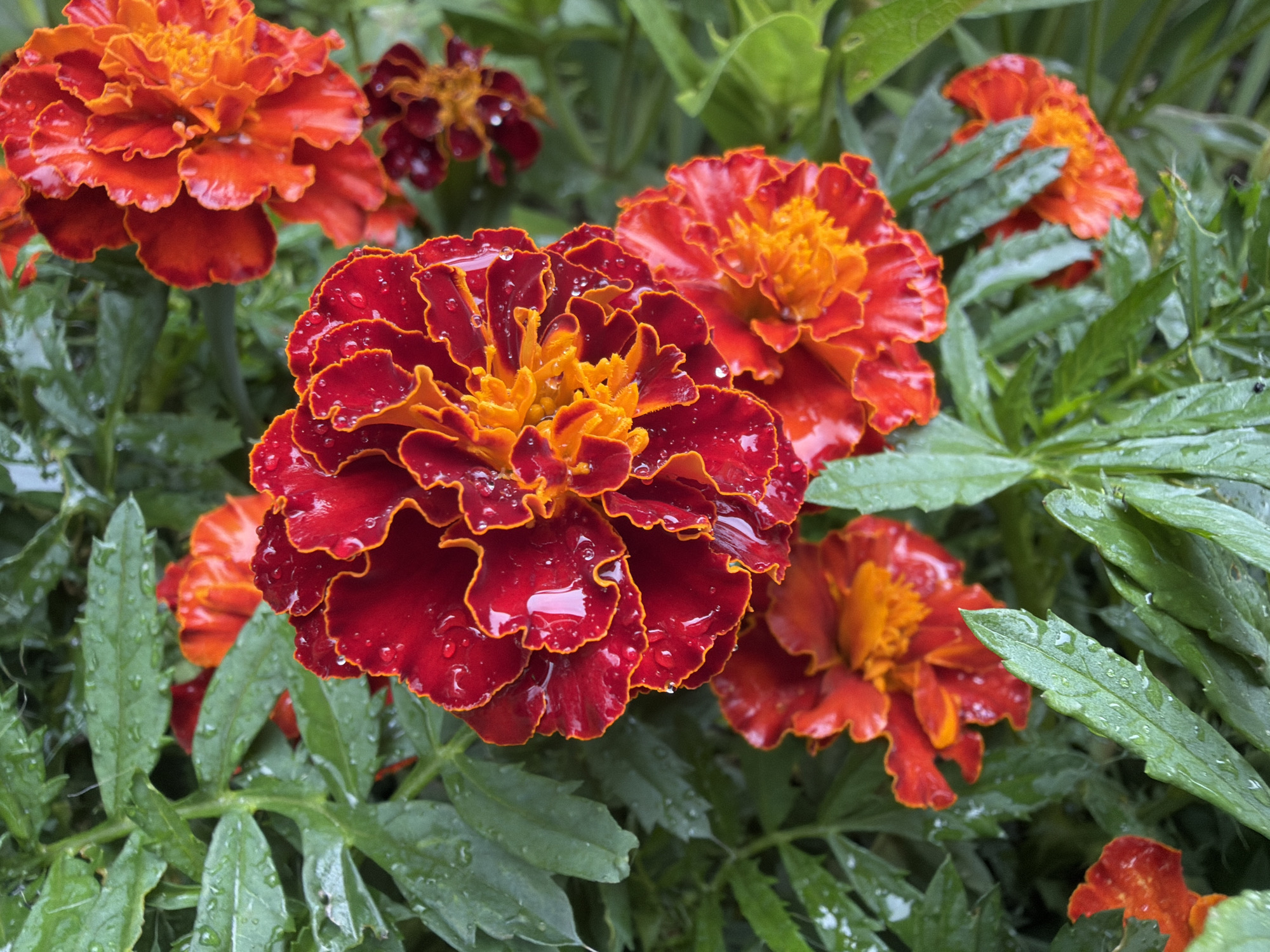 A close-up, medium shot captures a cluster of marigolds after a rain shower. Water droplets cling to the deep red and vibrant orange petals, highlighting their ruffled texture and outlining the edges with a golden hue. The surrounding foliage is a lush green, also glistening with moisture. The overall impression is one of natural beauty, enhanced by the recent rainfall. The location is a garden in the village of Papernianski, within the Papernianski rural council of Belarus. There are no people or animals visible in the scene.