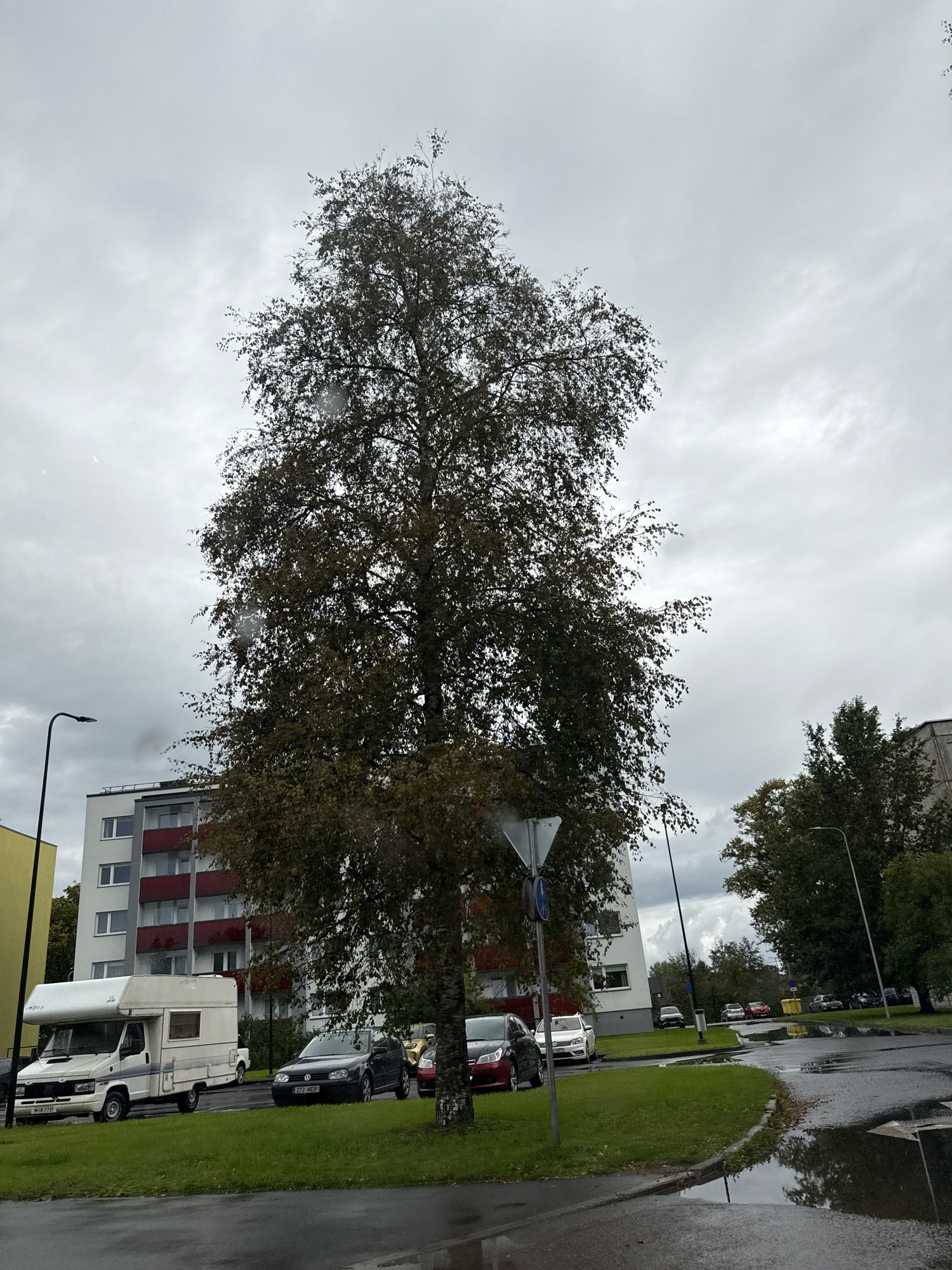 The image shows a street scene in Saku, Estonia. A large tree with sparse, autumnal foliage dominates the center of the frame, with its branches extending towards a cloudy, overcast sky. To the left of the tree, a multi-story apartment building with white walls and red balconies is visible. In front of the building, parked on a grassy area, are several vehicles. A white camper van with blue and red accents is the most prominent, followed by a dark-colored Volkswagen Golf and other cars further down the street. The wet asphalt road in the foreground, with visible puddles reflecting the sky and surrounding objects, suggests recent rain. Streetlights and road signs are also present. The environment appears to be a residential urban area.