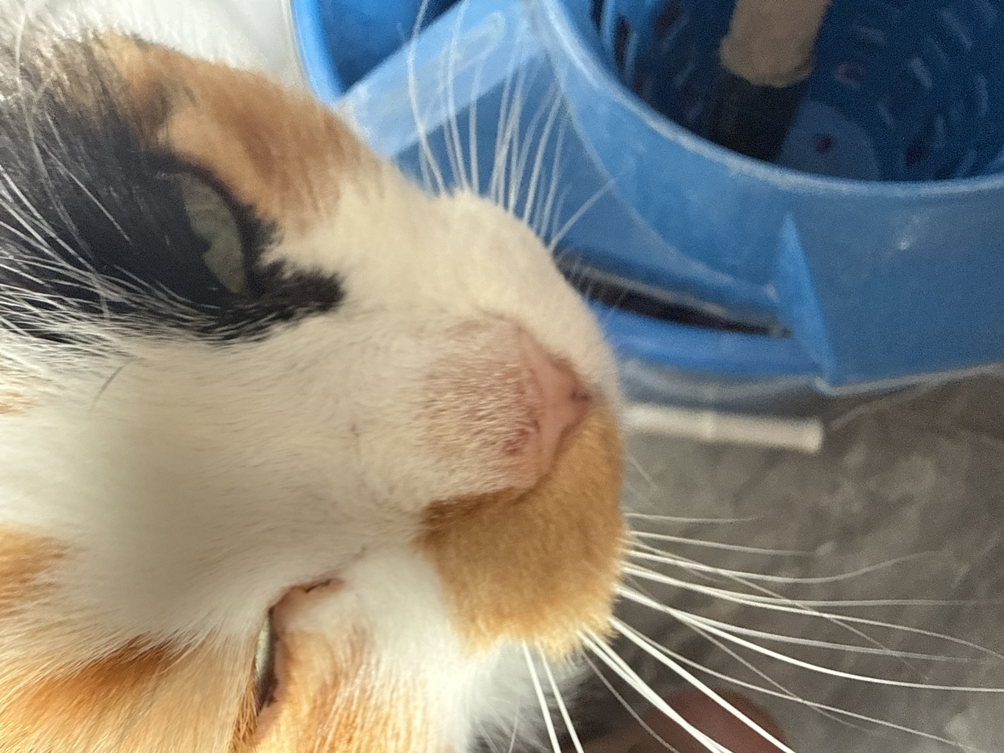 A calico cat's face is captured in an extreme close-up, angled downwards towards the viewer. The cat's left eye is visible, a green iris with a black pupil. Its nose is pink and slightly damp. The fur is a mix of white, orange, black, and brown patches. Long white whiskers fan out from its muzzle. The cat is positioned near a bright blue plastic object, possibly a toy or container, which takes up the right side of the frame. The background is out of focus, appearing as a mottled grey and brown texture.