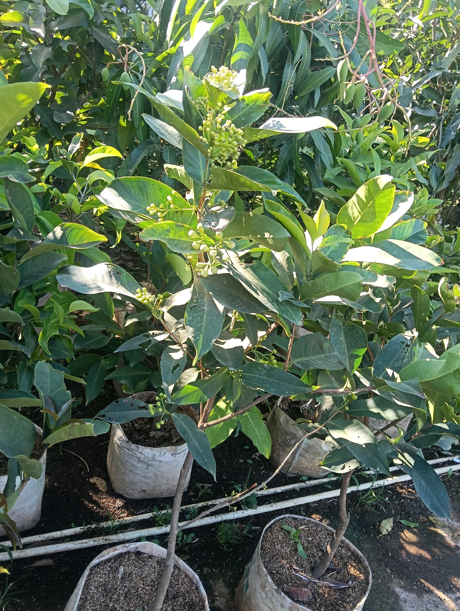 The image shows a close-up of several potted plants with green leaves and some small, light-colored flowers or buds. The plants are in white, woven fabric bags filled with soil and mulch. The background is a dense foliage of trees and other plants, suggesting an outdoor setting like a nursery or garden. Sunlight filters through the leaves, creating shadows and highlights. In the foreground, there are white pipes lying on the ground. The overall scene appears to be a plant nursery in Gudangkahuripan, Indonesia, likely for commercial purposes.