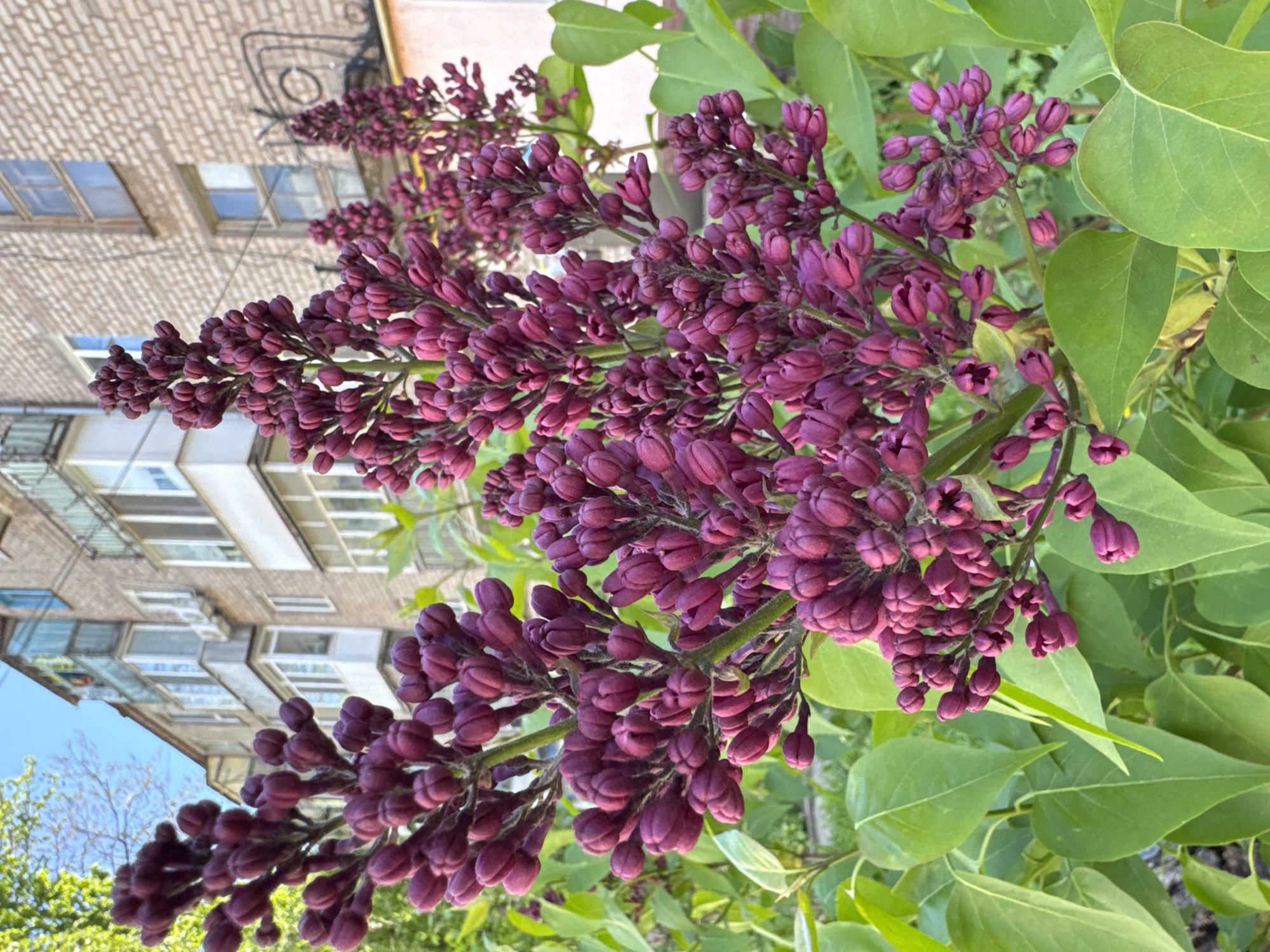 The image shows a close-up of purple lilac blossoms with green leaves. In the background, a multi-story building is visible, suggesting an urban setting. Based on the prompt, the location is Kryvyi Rih, Ukraine. The lilac blossoms are the primary subject, filling most of the frame. The building provides context, indicating the flowers are likely growing in a park or garden within the city. There are no people visible in the image.